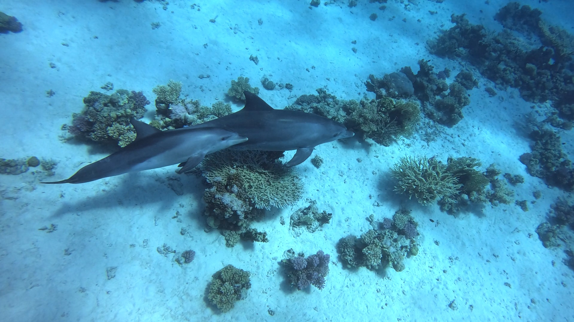 Bottlenose Dolphin (Tursiops truncatus)