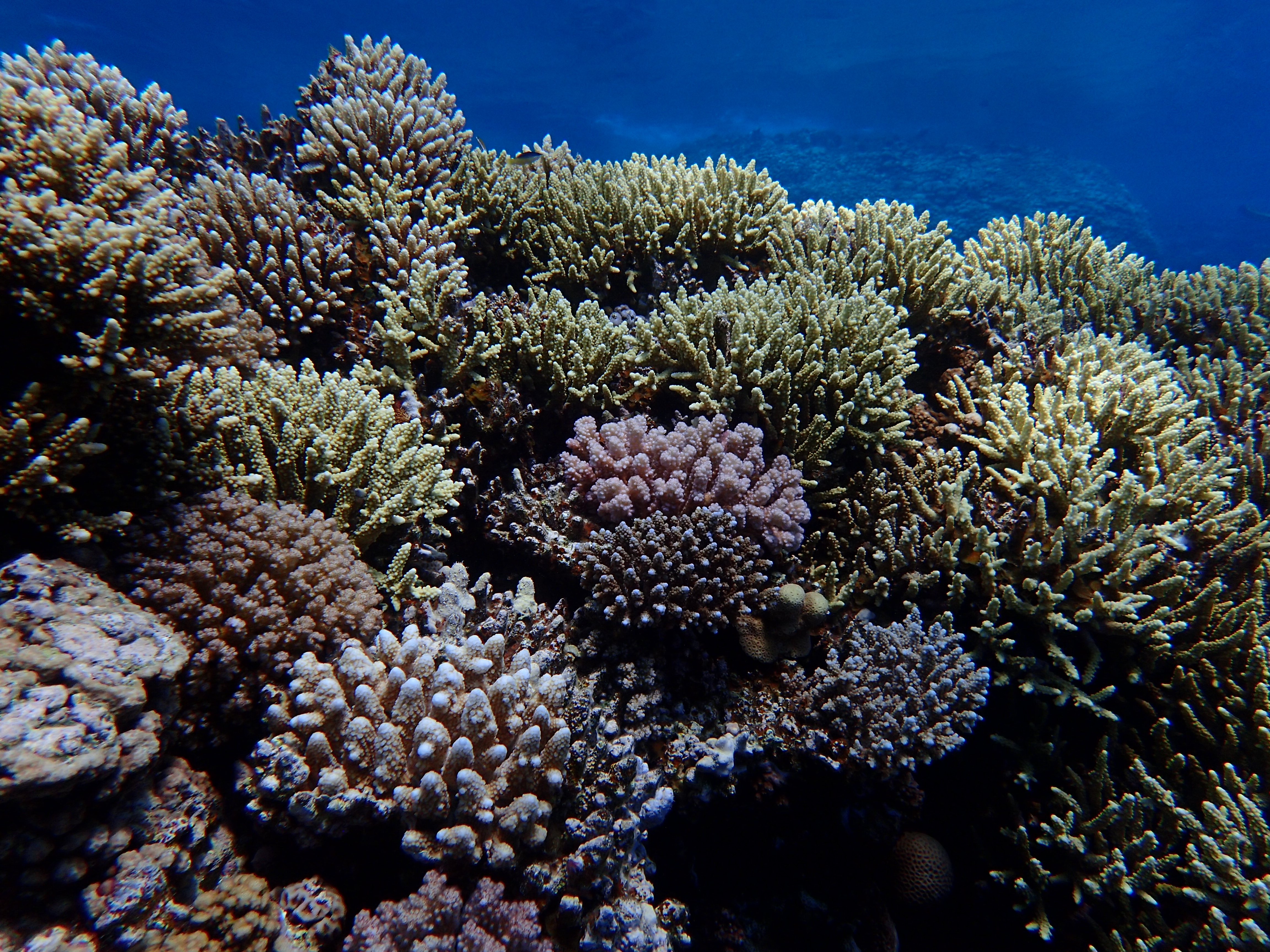 Staghorn Coral (Acropora spp.)