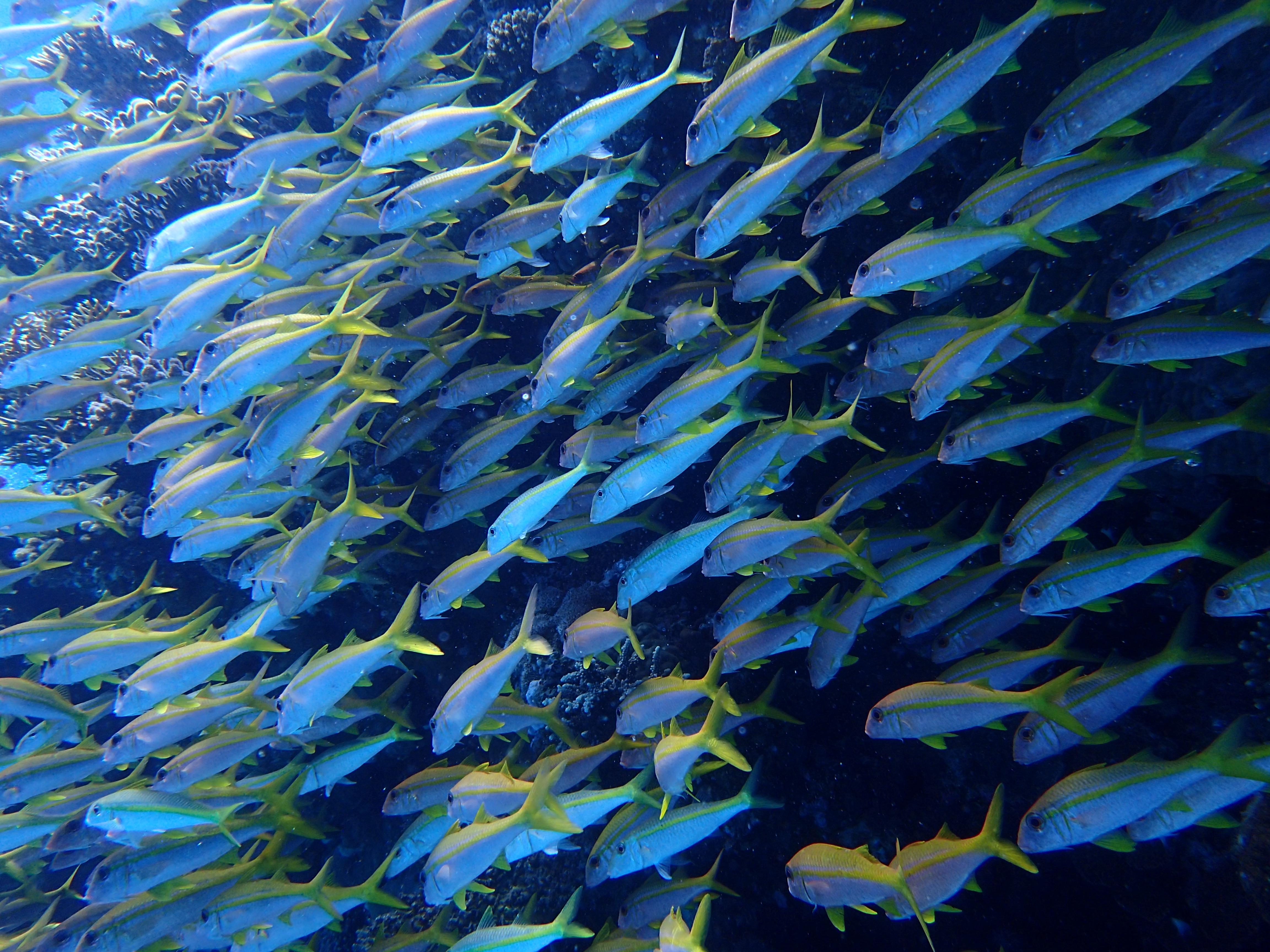 Bluestripe Snapper (Lutjanus kasmira)