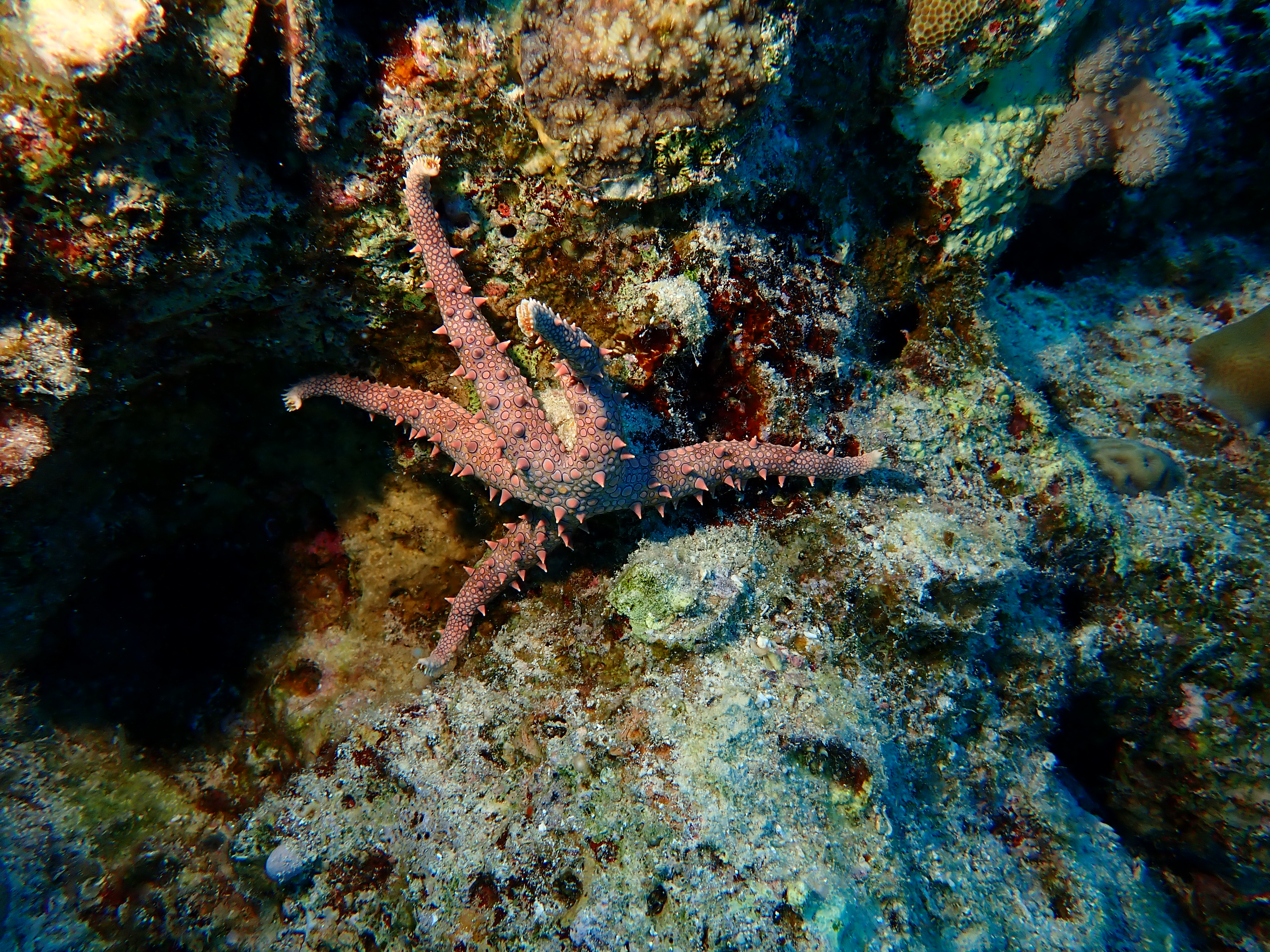 Cushion Star (Culcita novaeguineae)