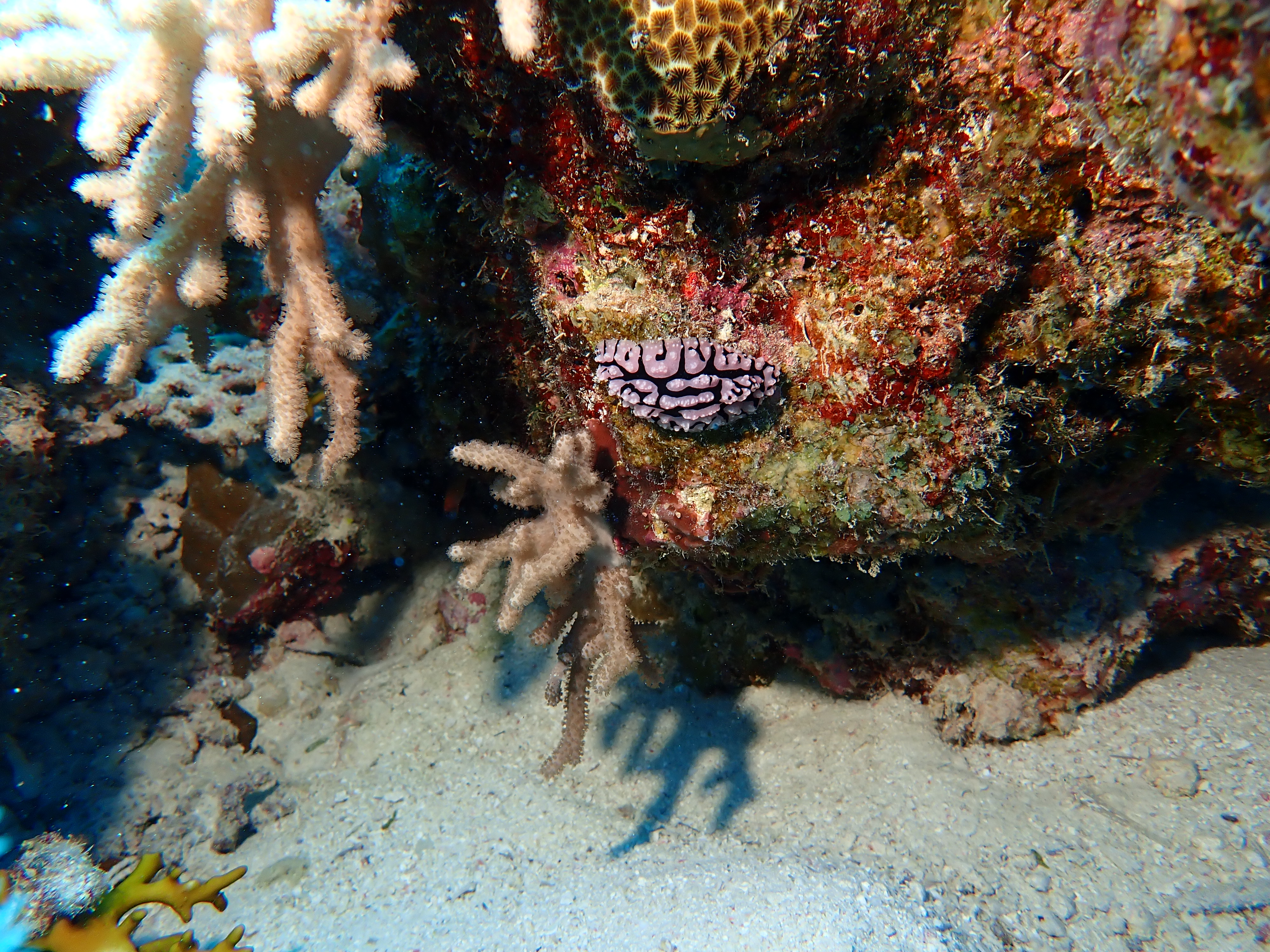 phyllidiid nudibranch (Phyllidiidae)
