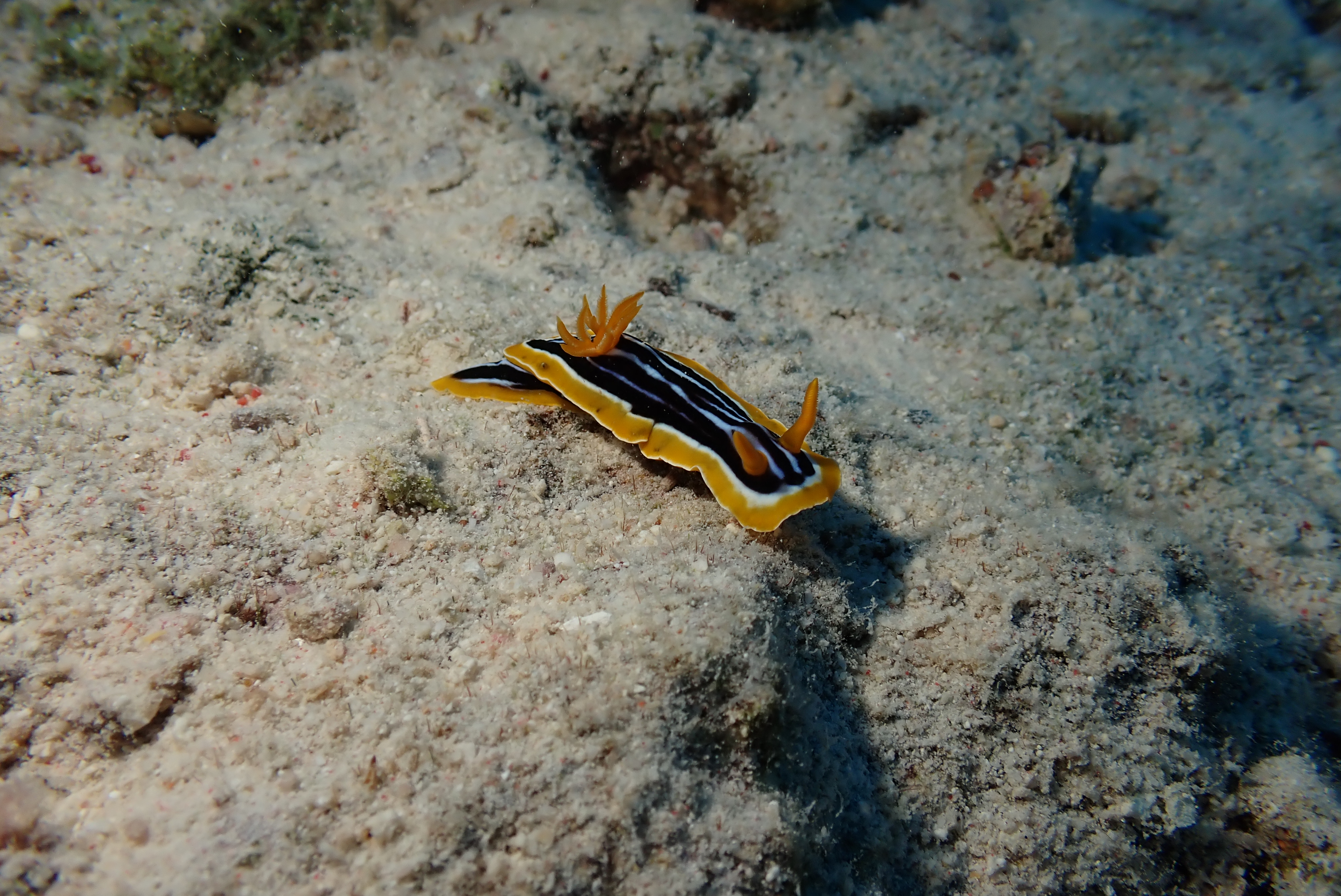 Chromodoris Nudibranch (Chromodoris annae)