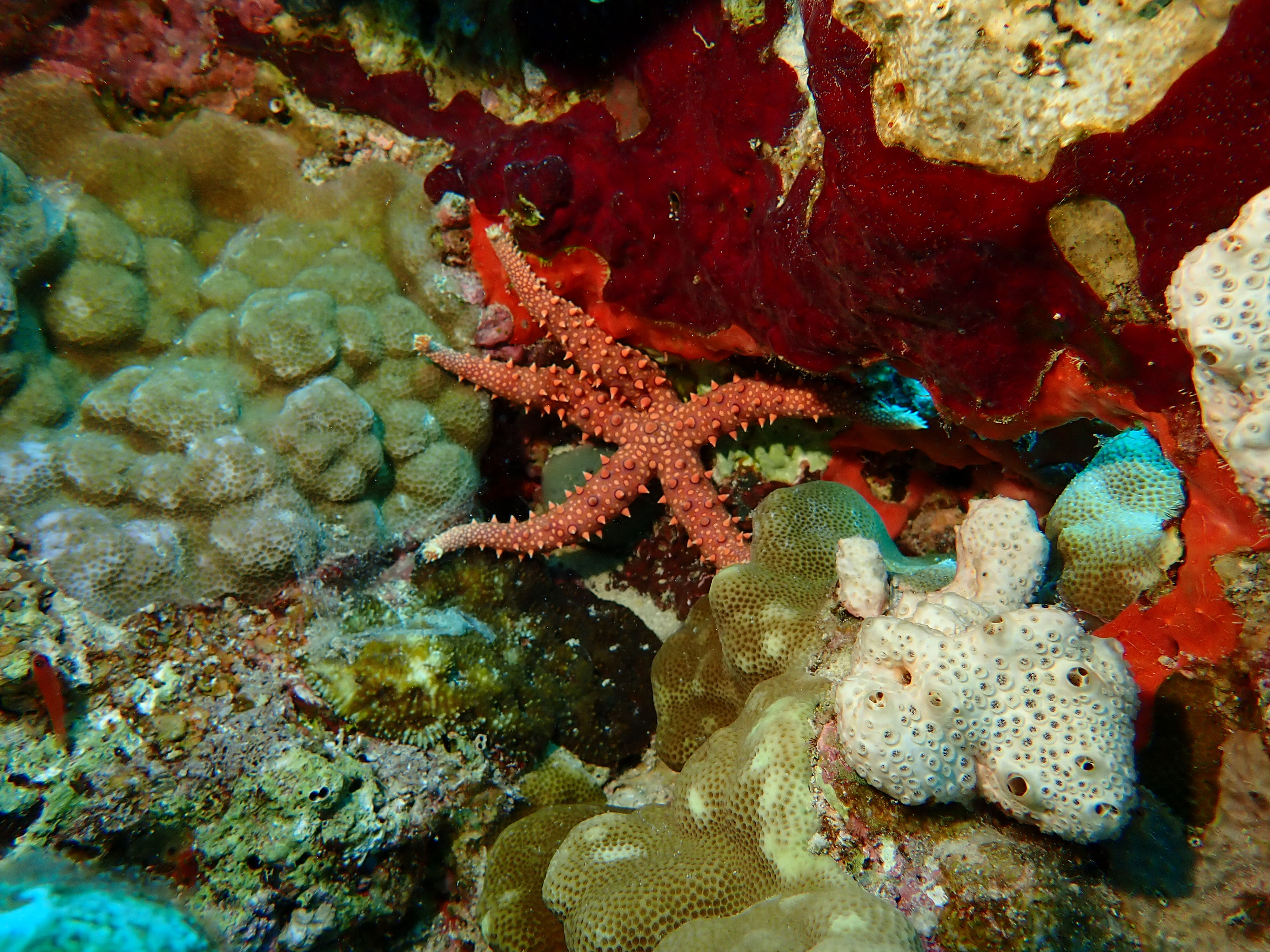 Red-knobbed starfish (Protoreaster linckii)