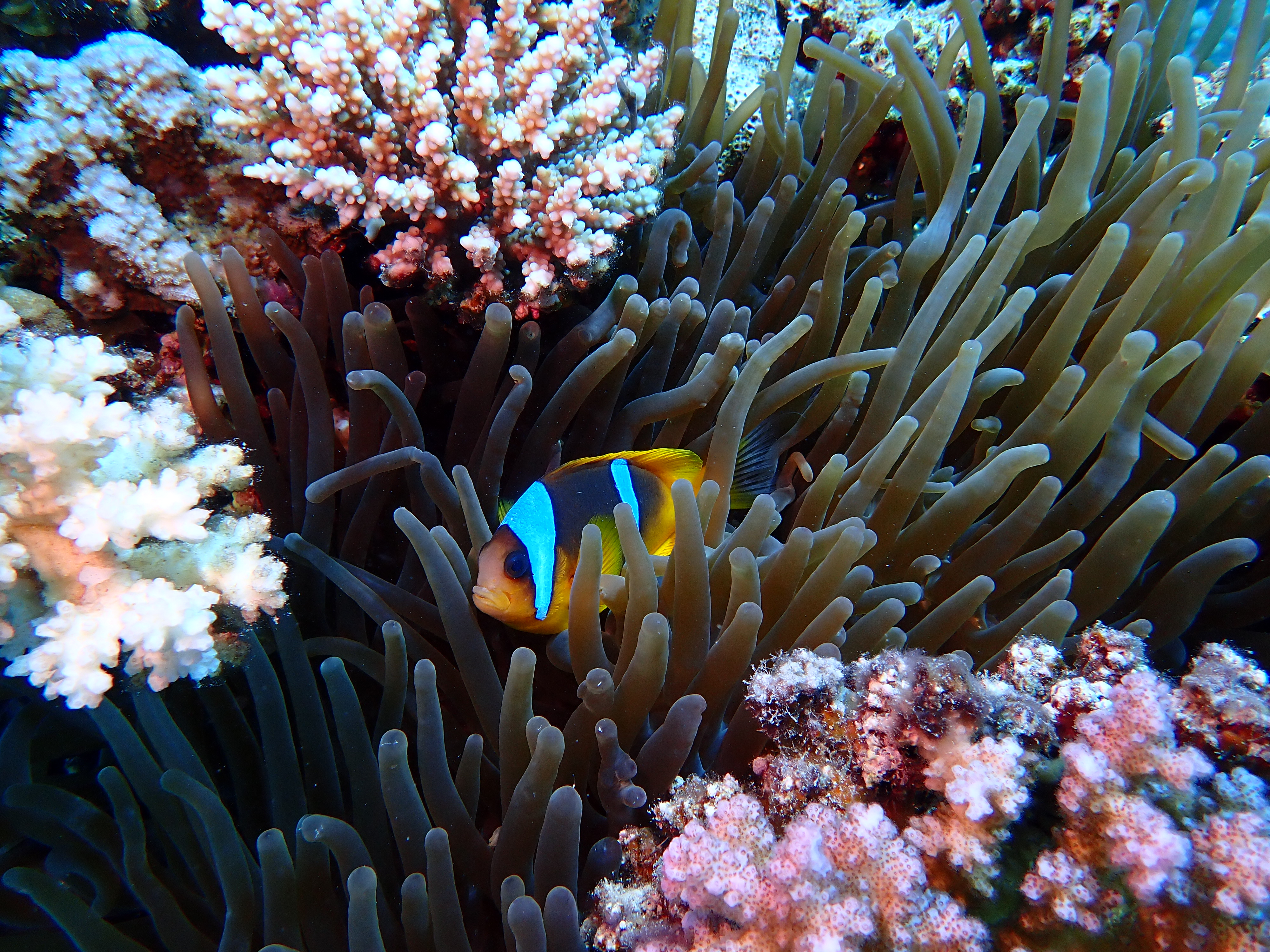 Red Sea Clownfish (Amphiprion bicinctus)