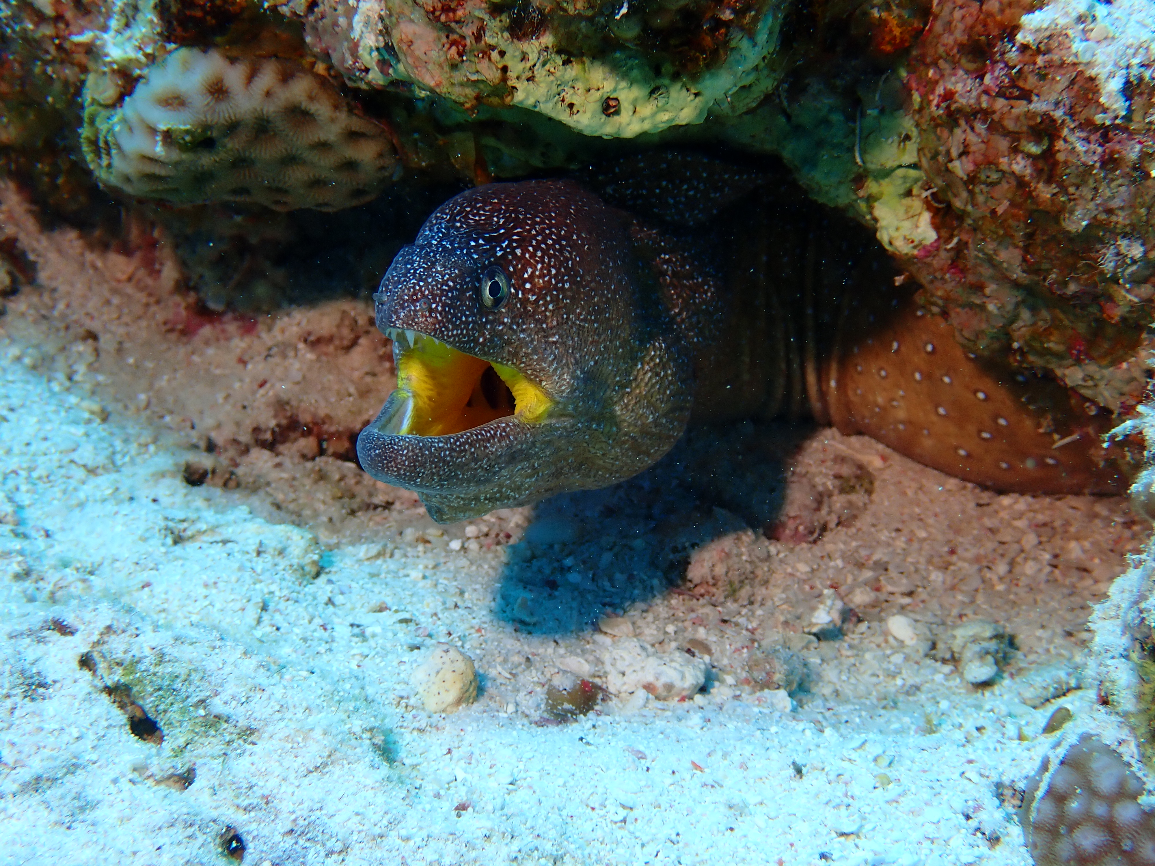 Yellowmouth Moray Eel (Gymnothorax nudivomer)