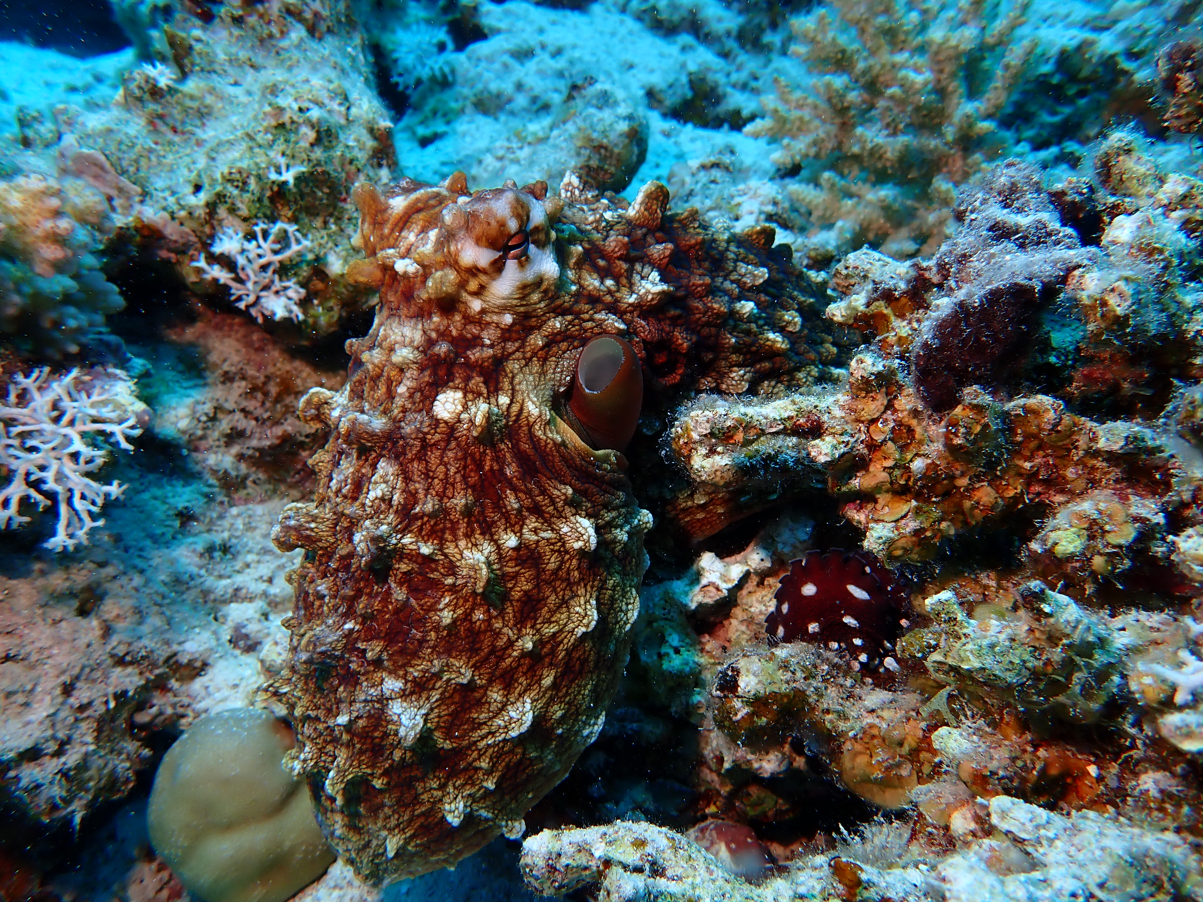 Common Octopus (Octopus vulgaris)