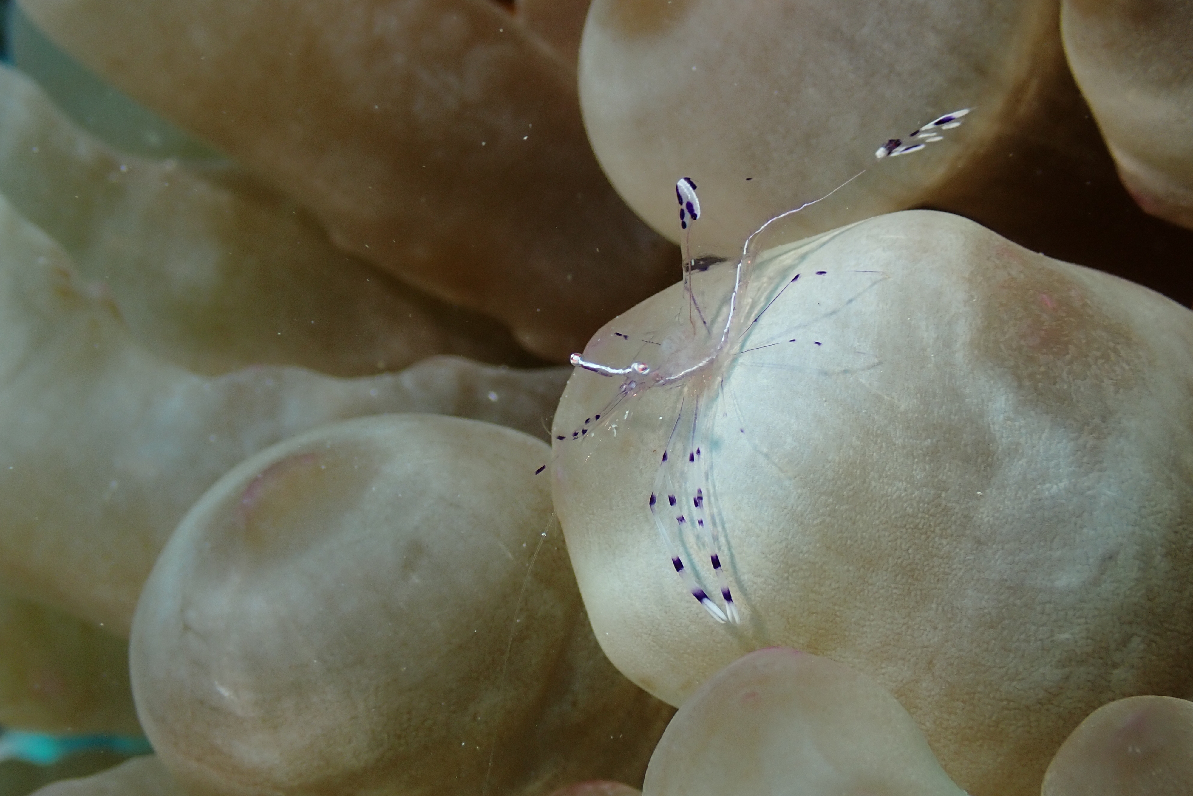 Bubble Coral Shrimp (Vir philippinensis)