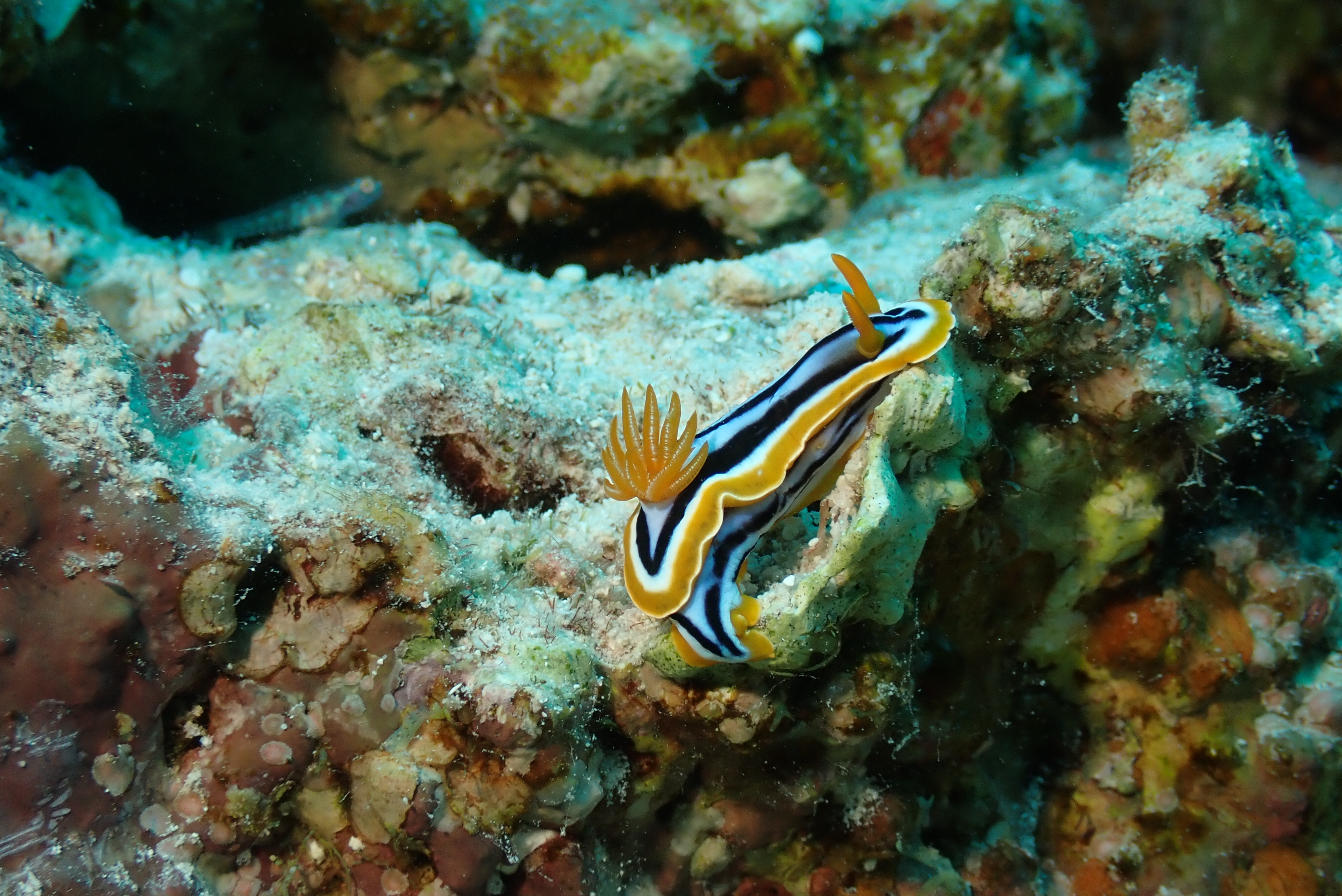 four-color nudibranch (Nembrotha kubaryana)
