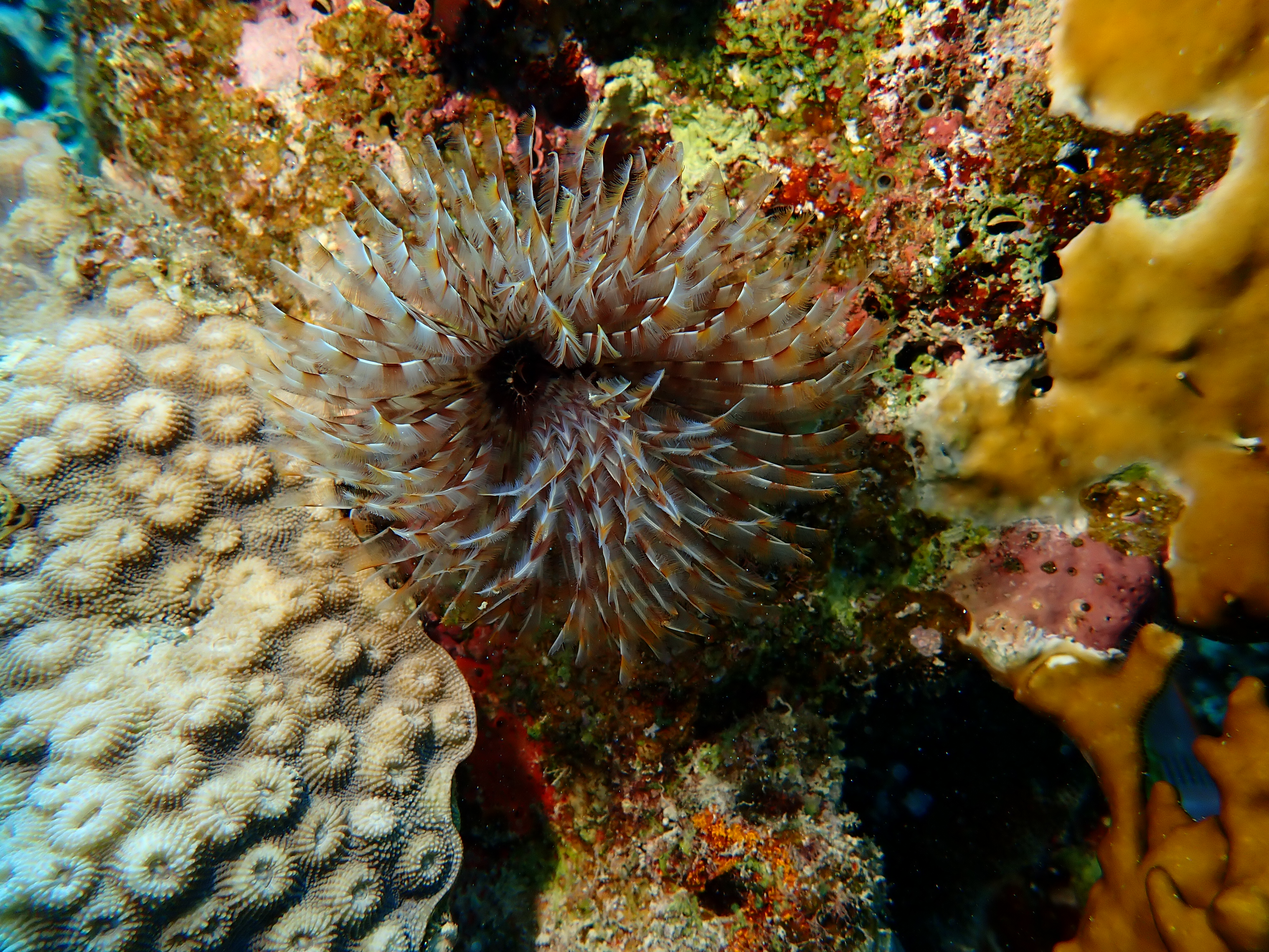 Tube Anemone (Ceriantharia (order))