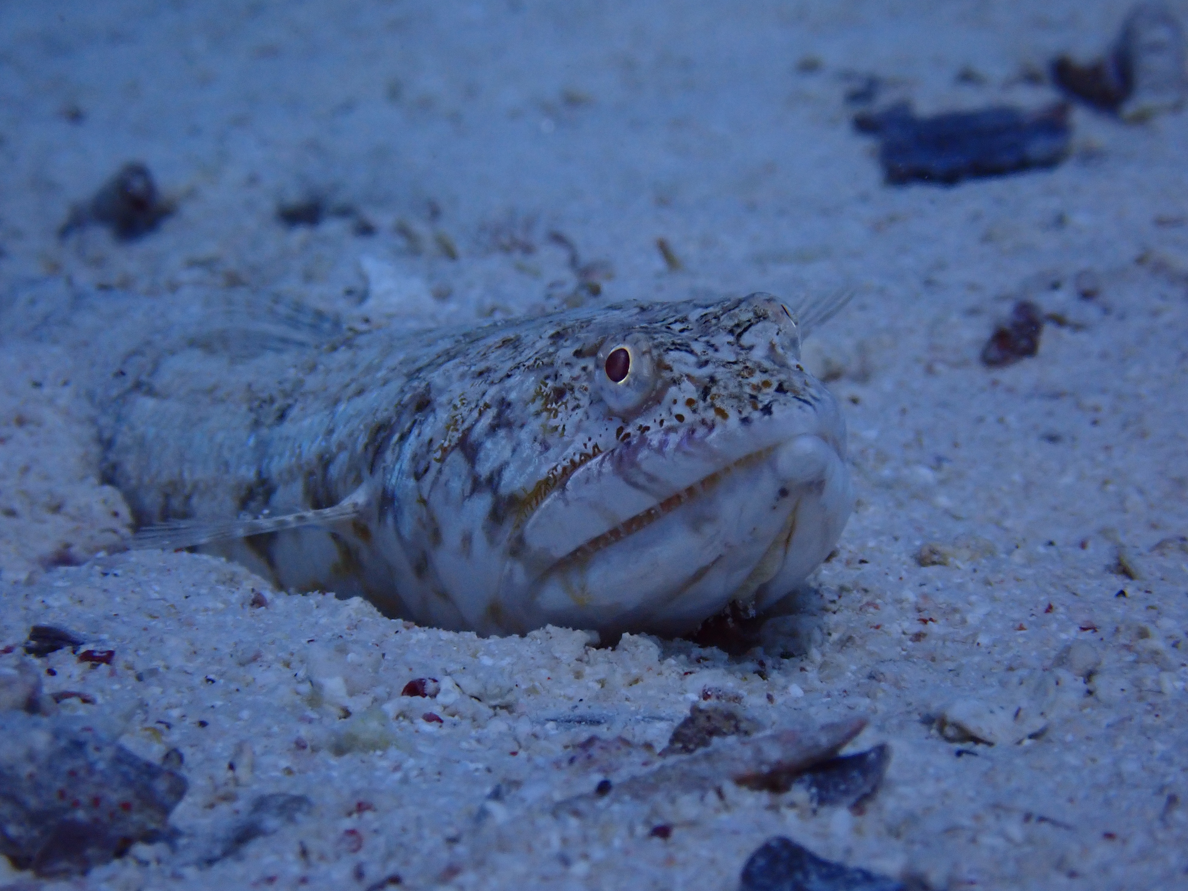 Lizardfish (Synodus sp.)