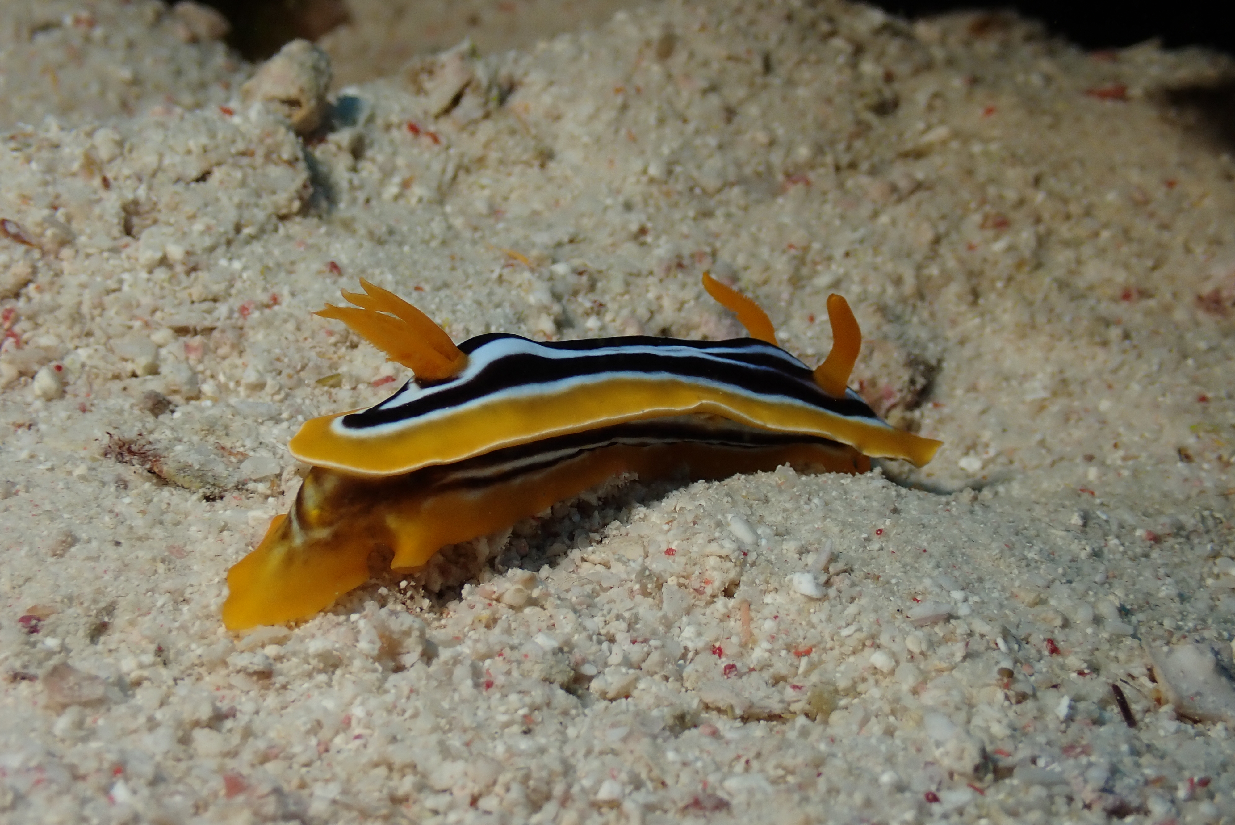 Chromodoris Nudibranch (Chromodoris sp.)