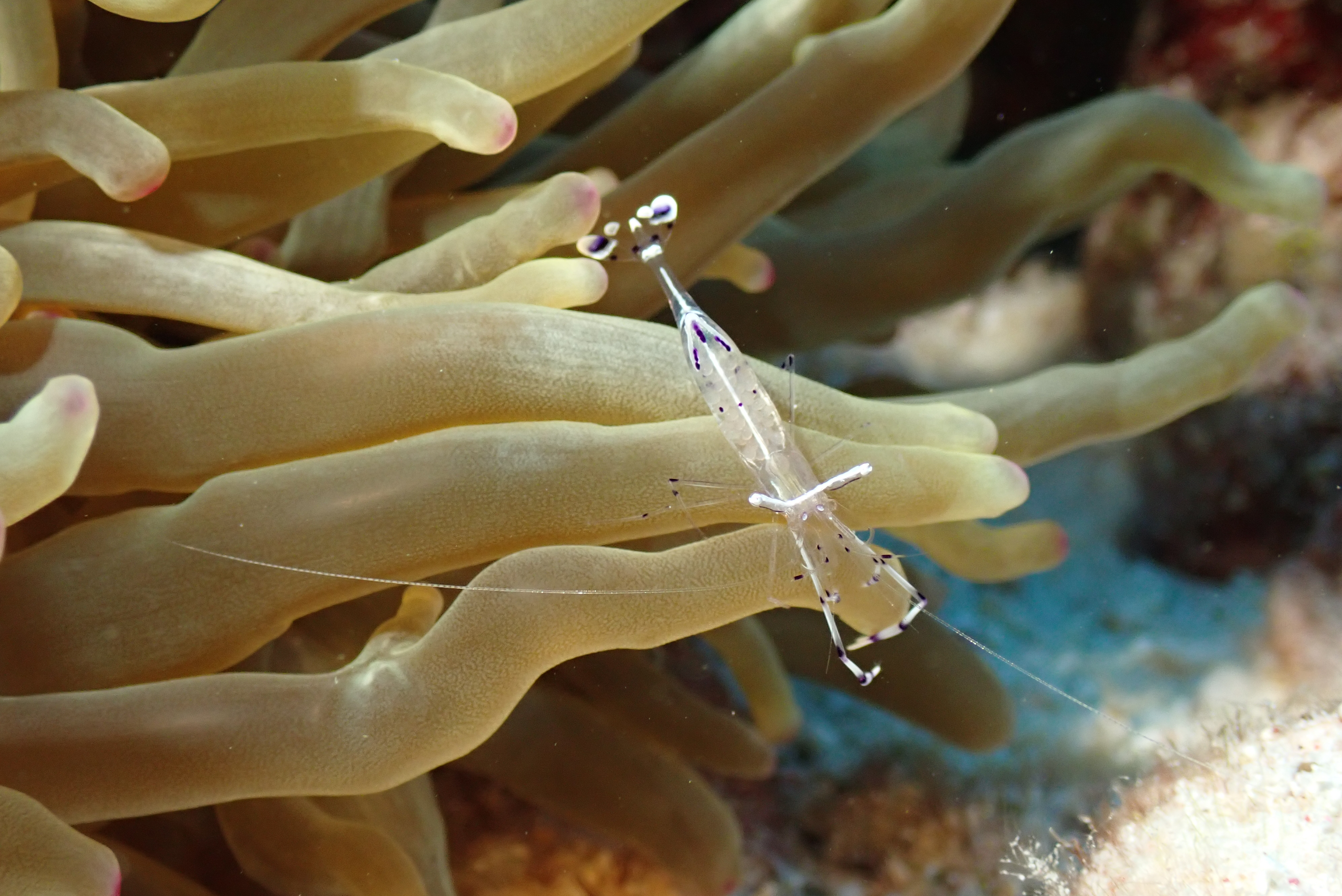 Spotted Cleaner Shrimp (Periclimenes yucatanicus)