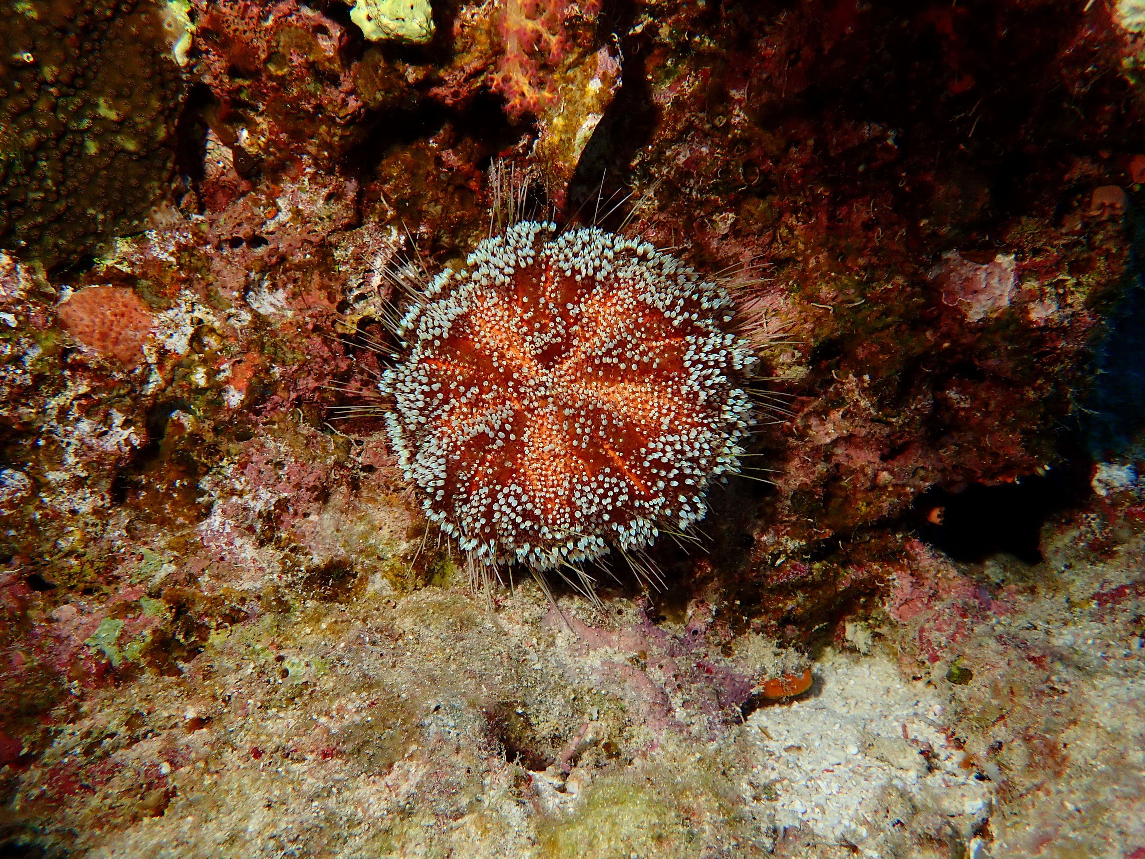 Red Sea Urchin (Astropyga radiata)