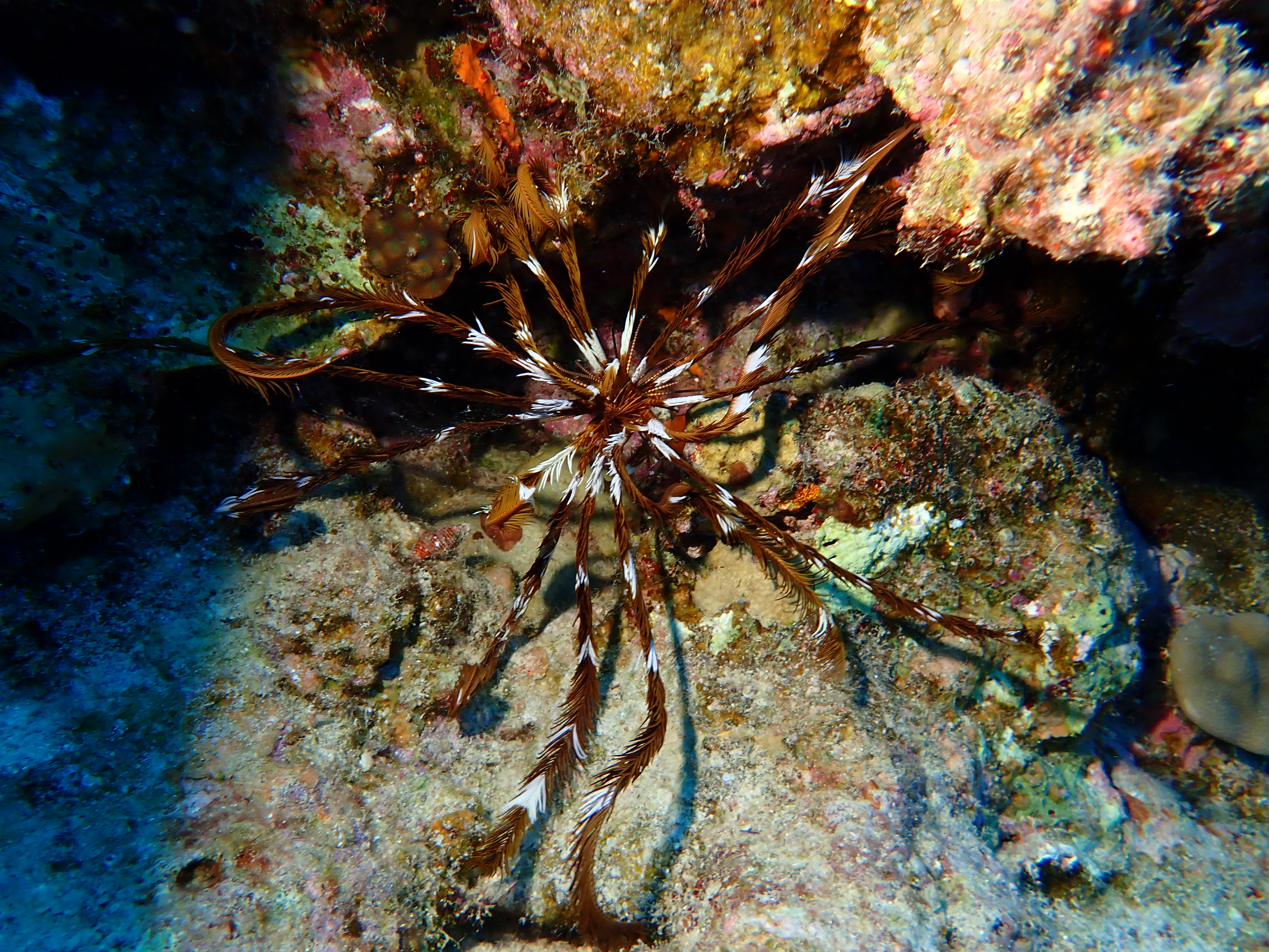 Feather Star (Crinoidea)