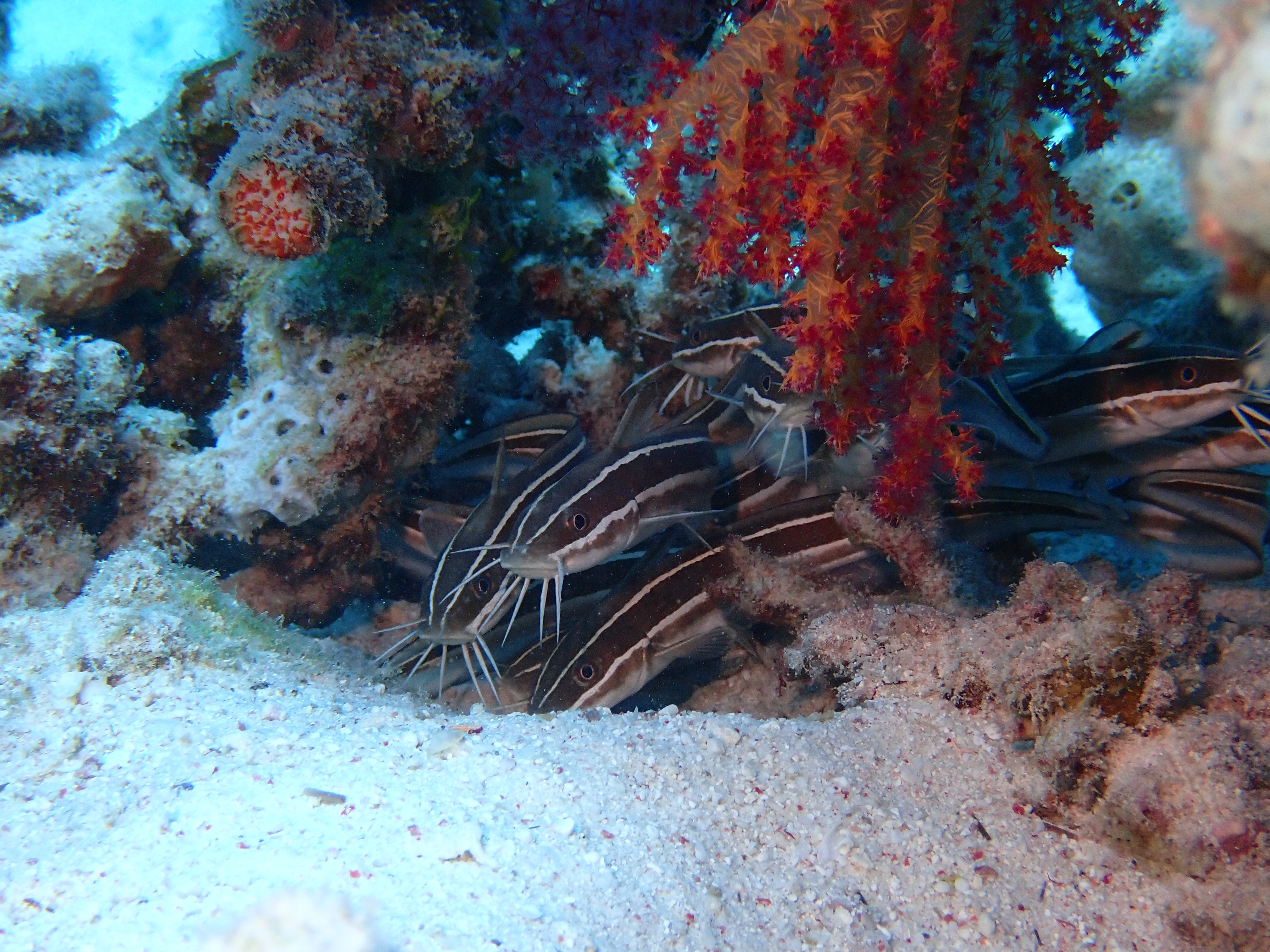 Striped Catfish (Plotosus lineatus)