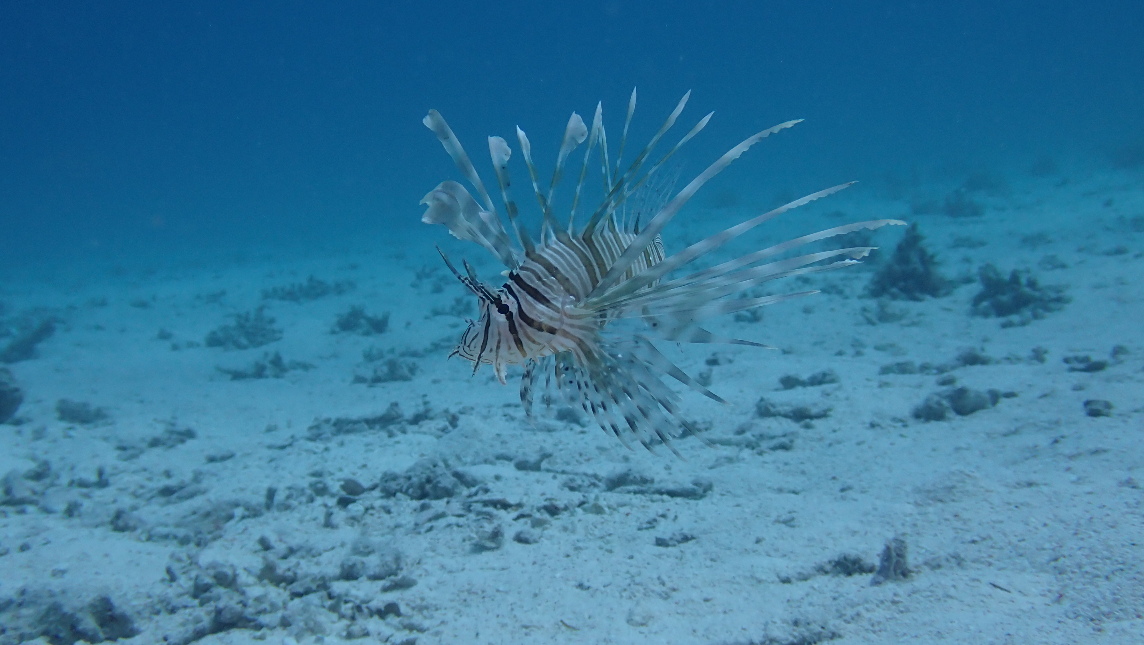 Common Lionfish (Pterois miles)