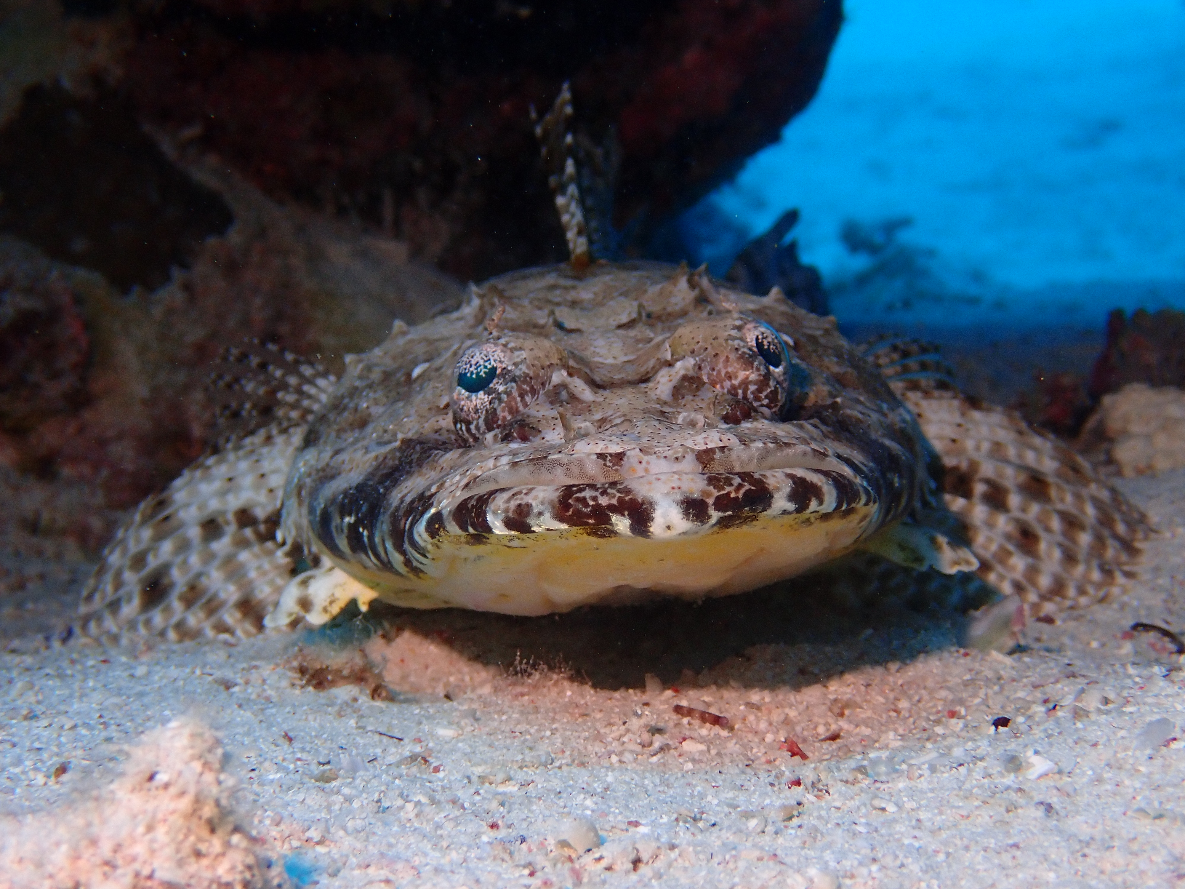 crocodilefish (Cymbacephalus beauforti)