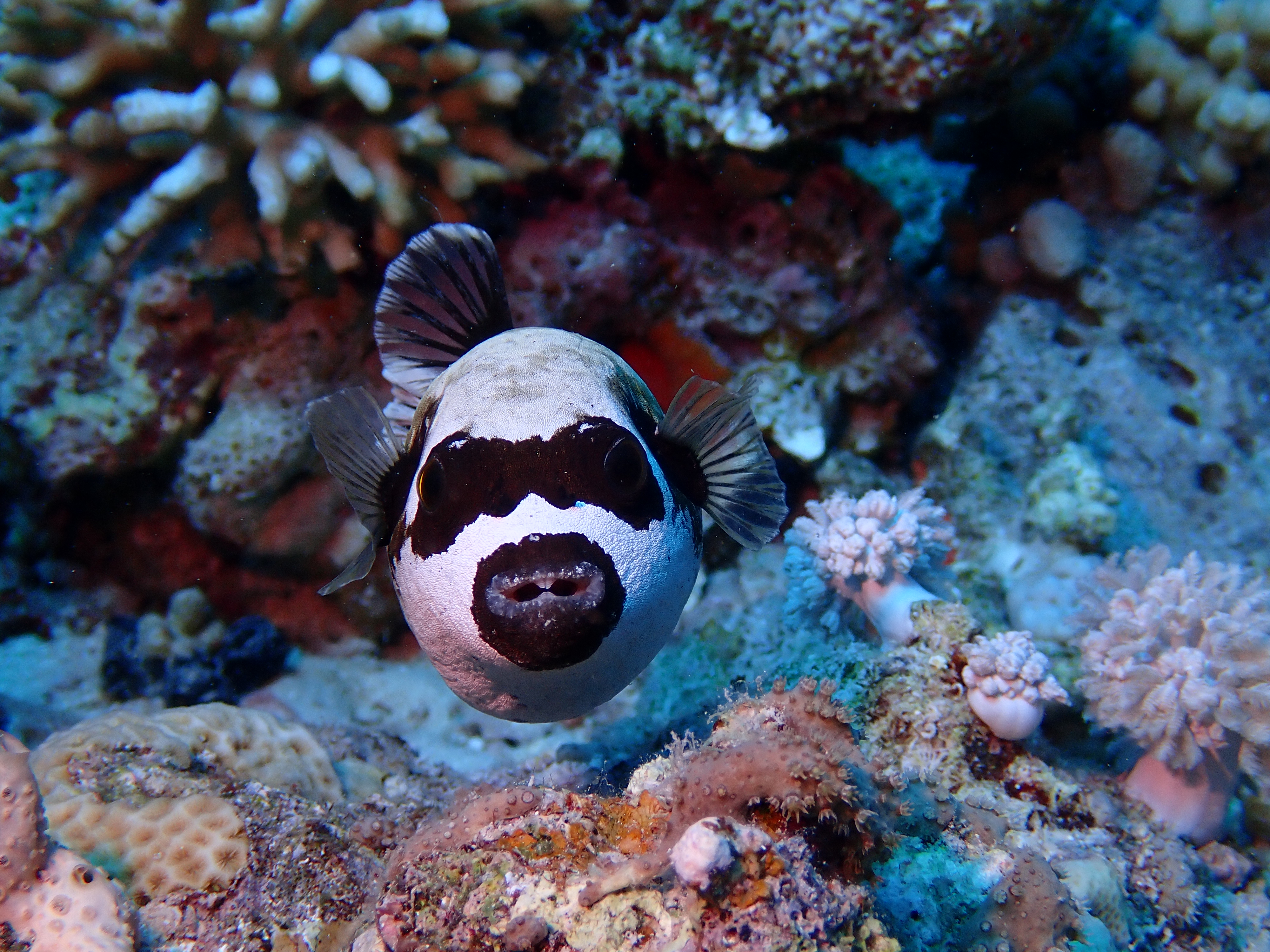Blackspotted Puffer (Arothron nigropunctatus)