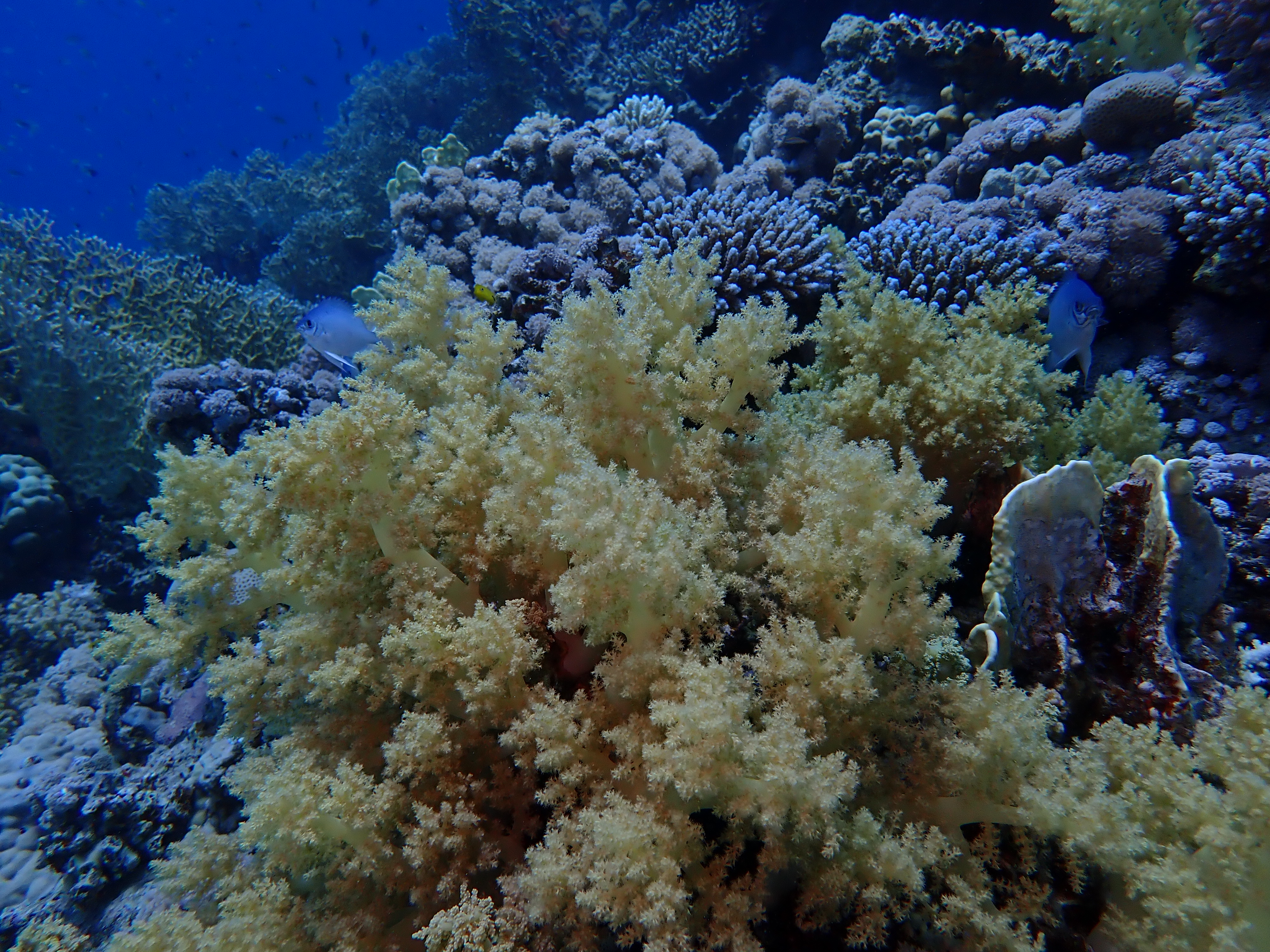 Cauliflower Coral (Pocillopora verrucosa)