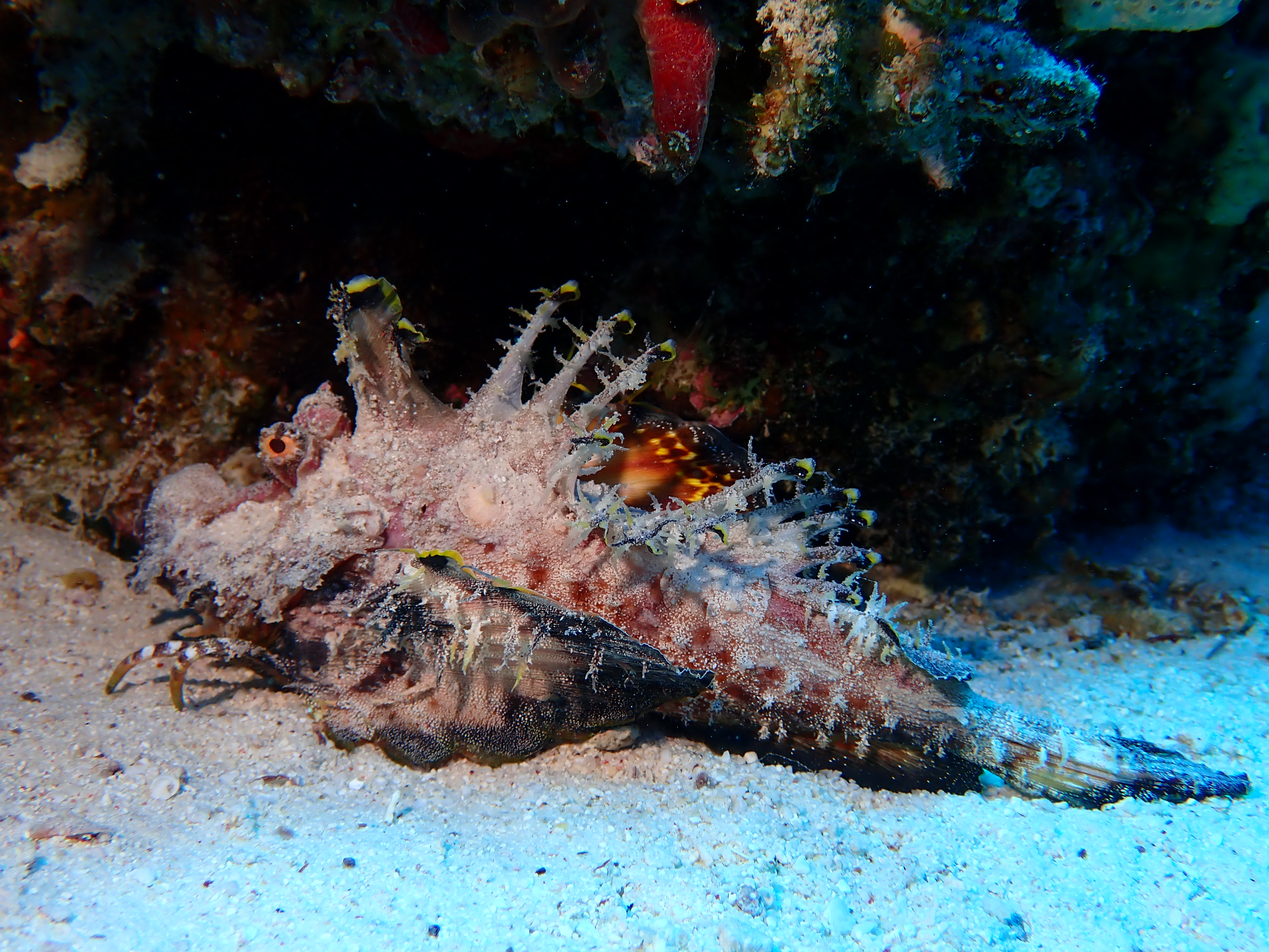 Spiny Devilfish (Inimicus didactylus)