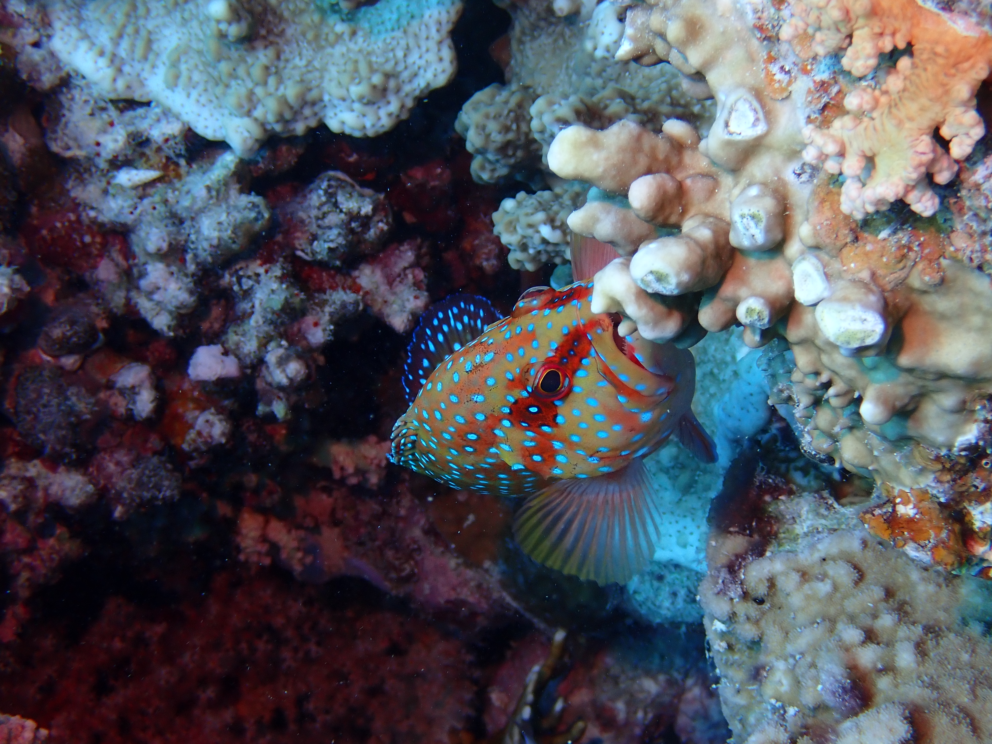 Coral Grouper (Cephalopholis miniata)