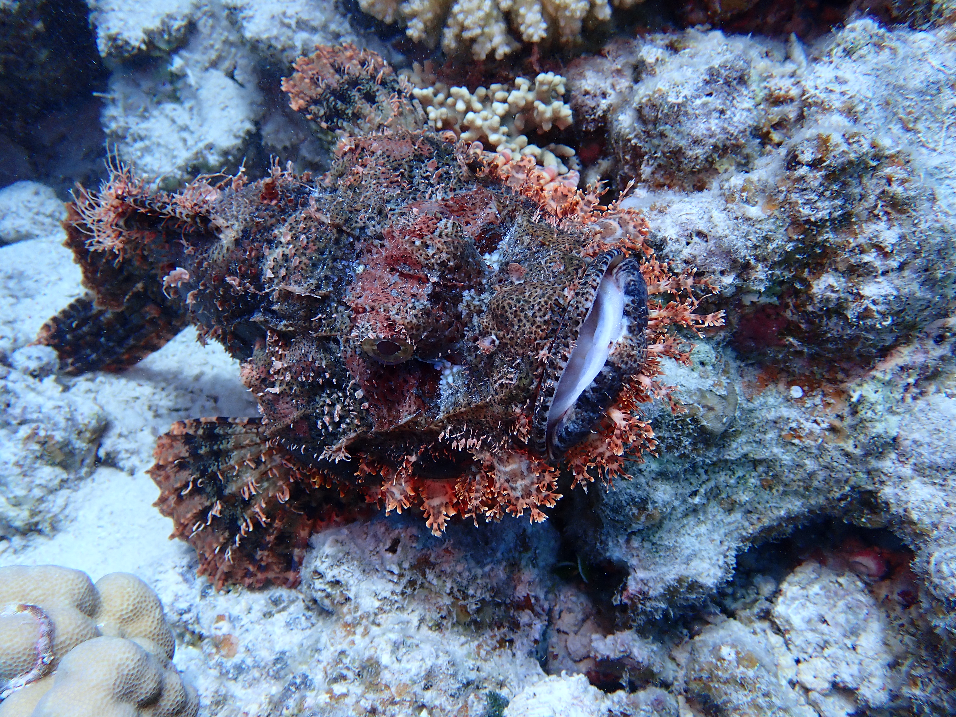 ScorpionFish (Scorpaenidae)