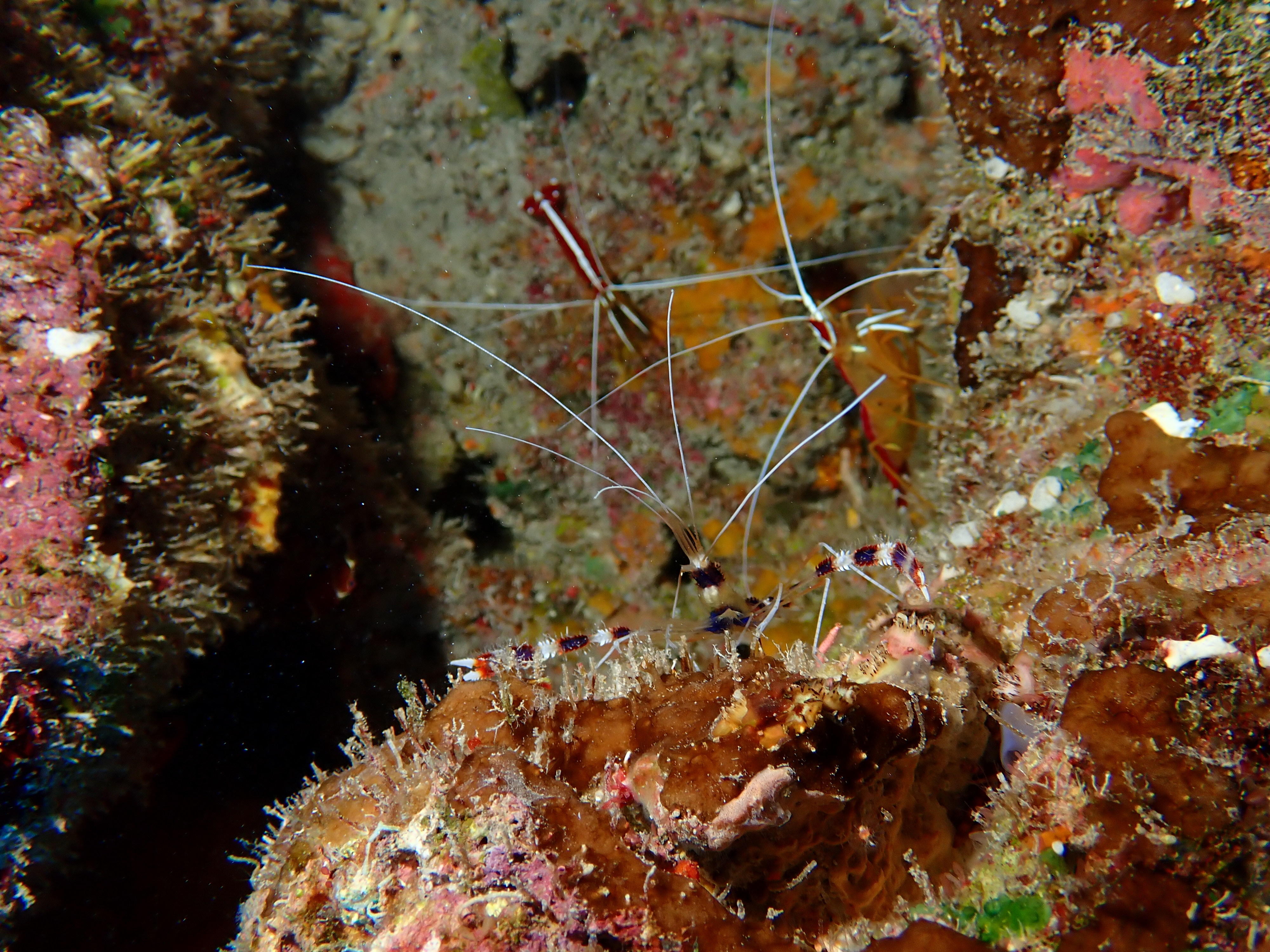 Banded Coral Shrimp (Stenopus hispidus)