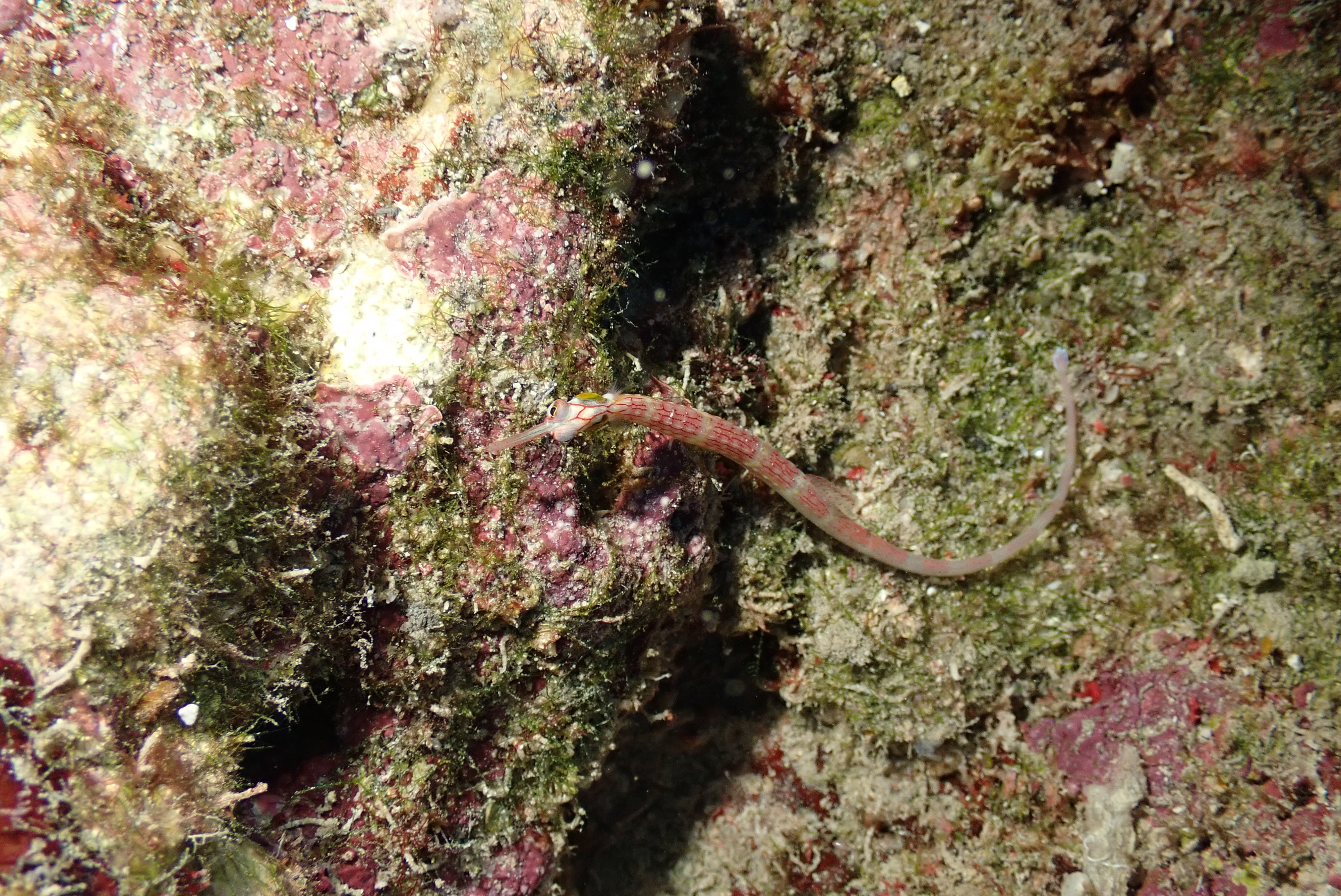 Network Pipefish (Corythoichthys flavofasciatus)