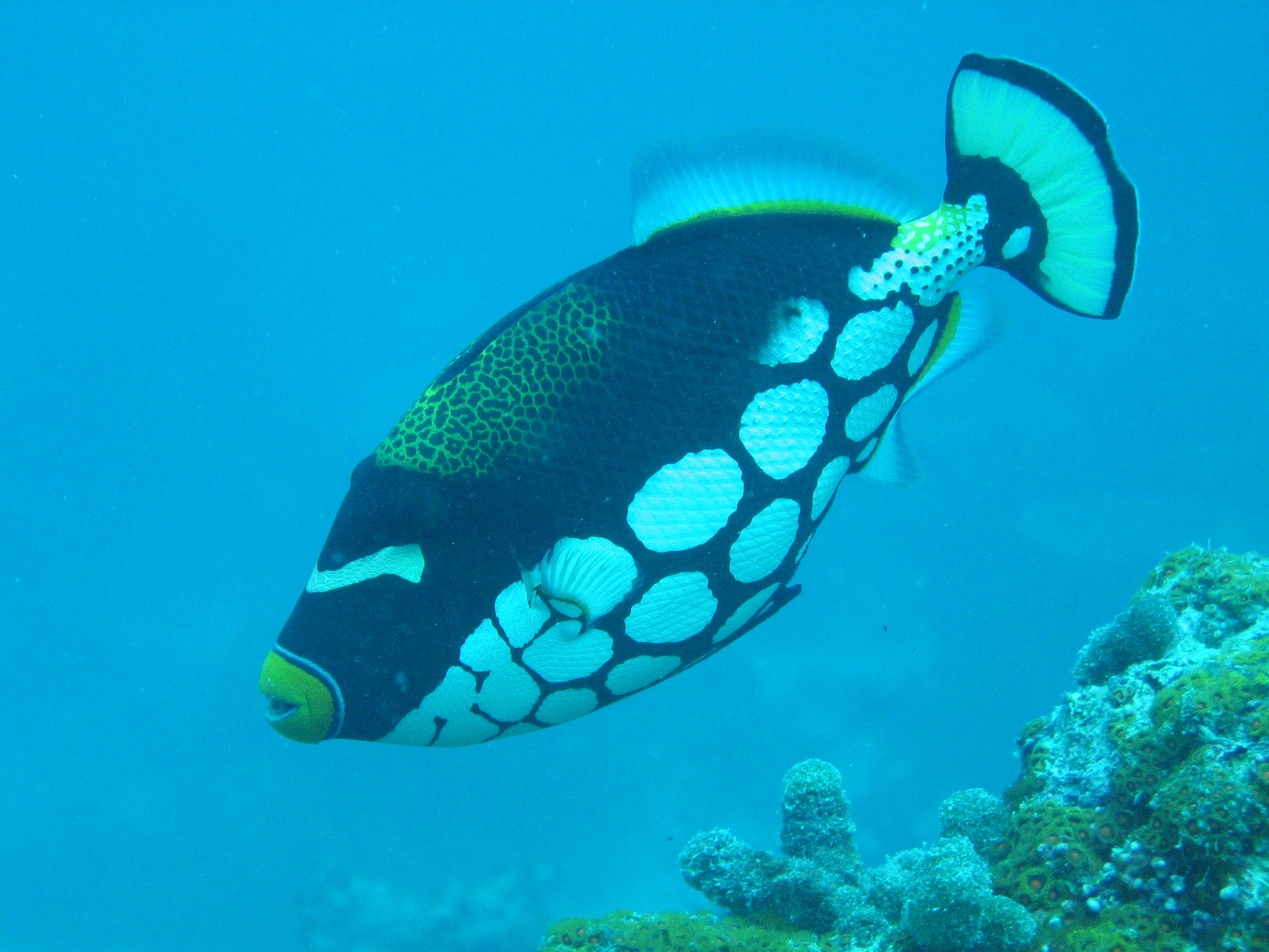 Clown Triggerfish (Balistoides conspicillum)