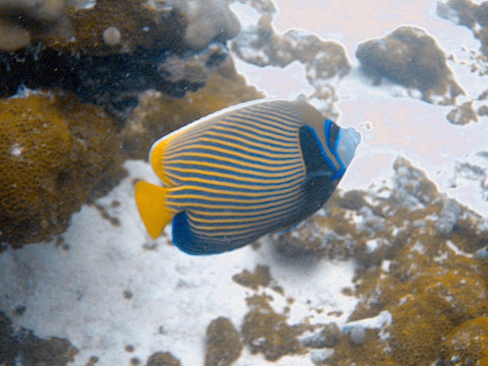 Emperor Angelfish (Pomacanthus imperator)