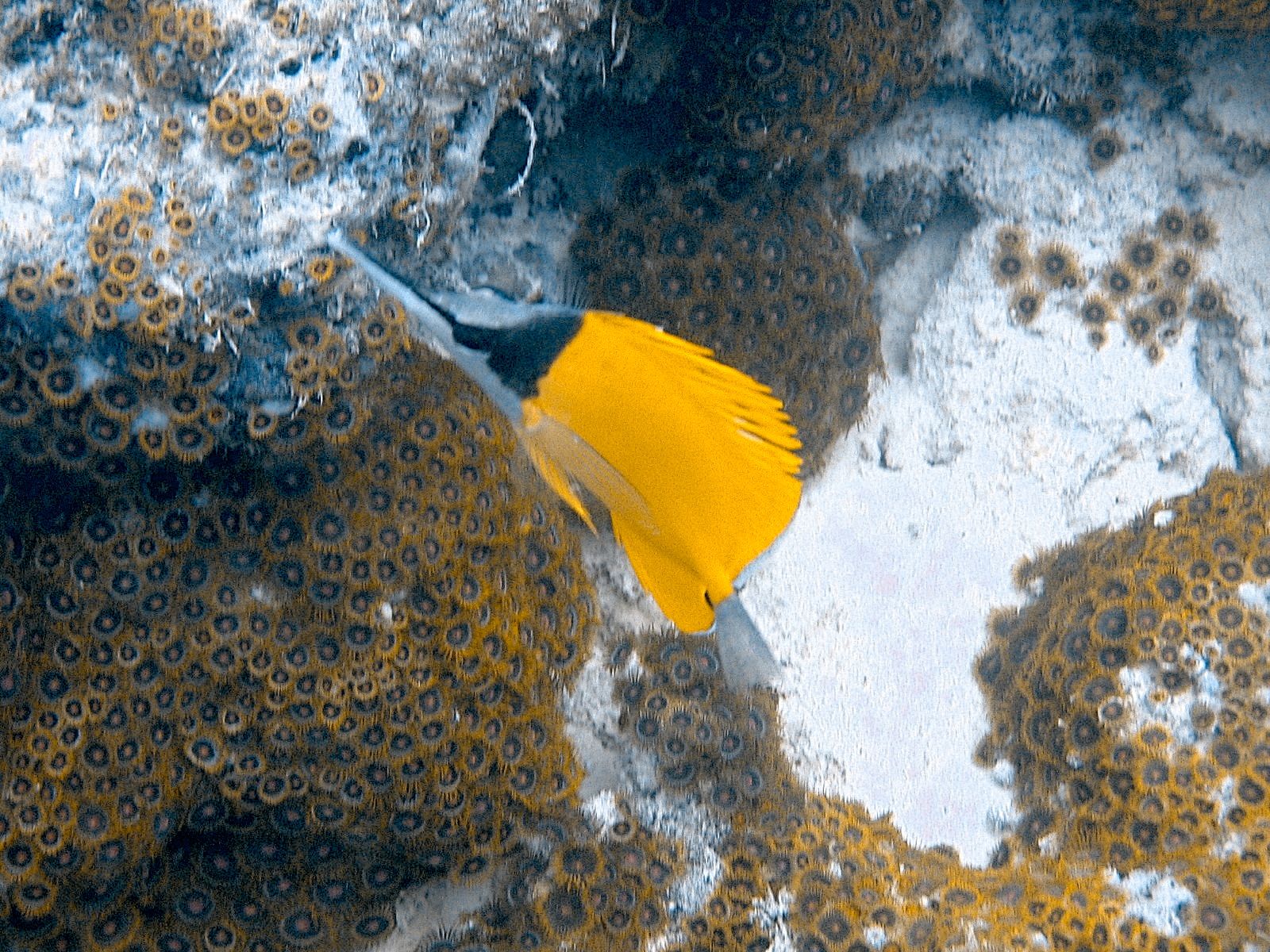 Longnose Butterflyfish (Forcipiger flavissimus)