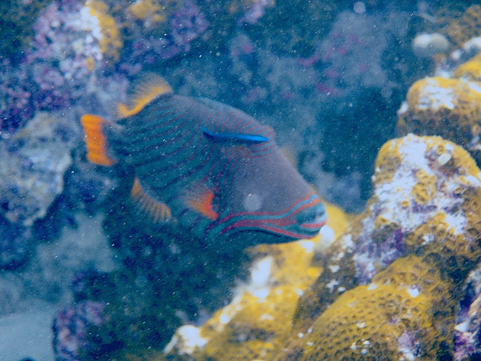 orange striped Triggerfish (Balistapus undulatus)