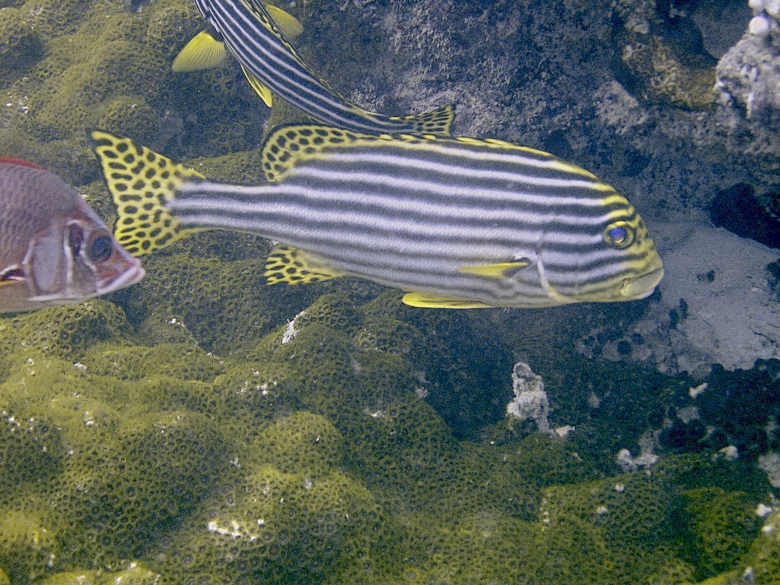 Oriental Sweetlips (Plectorhinchus vittatus)