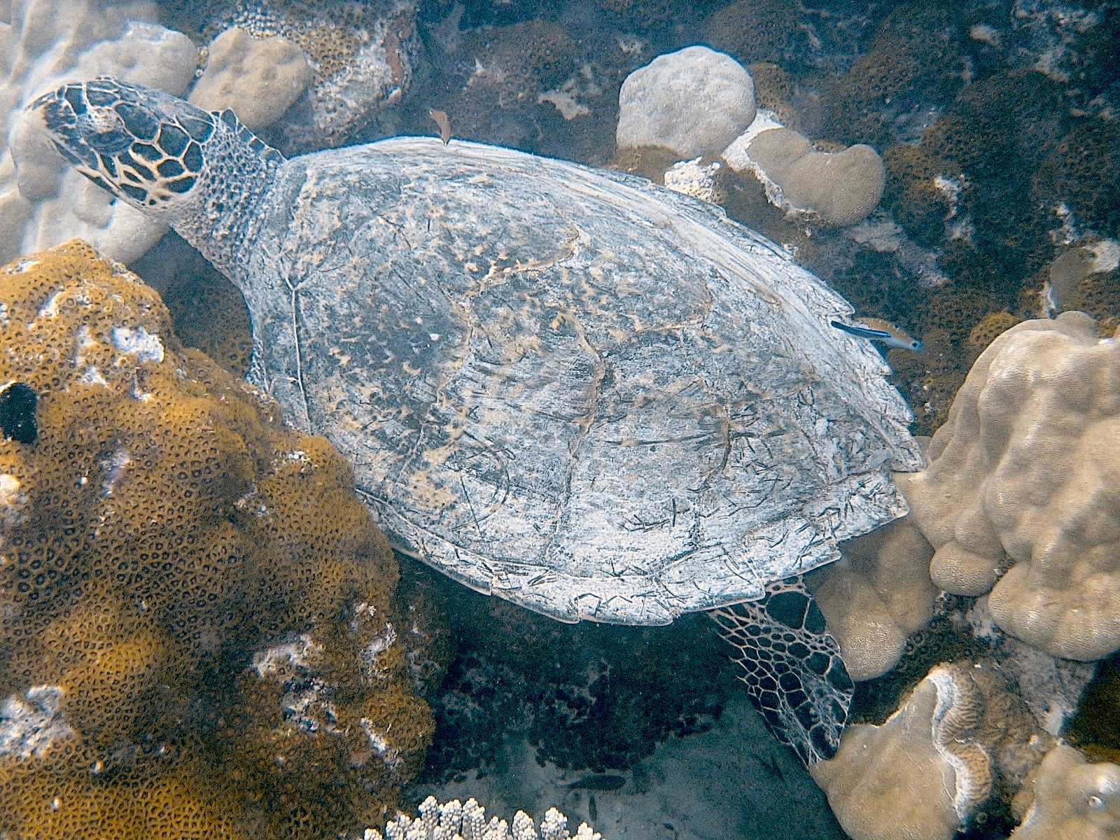 Hawksbill Sea Turtle (Eretmochelys imbricata)