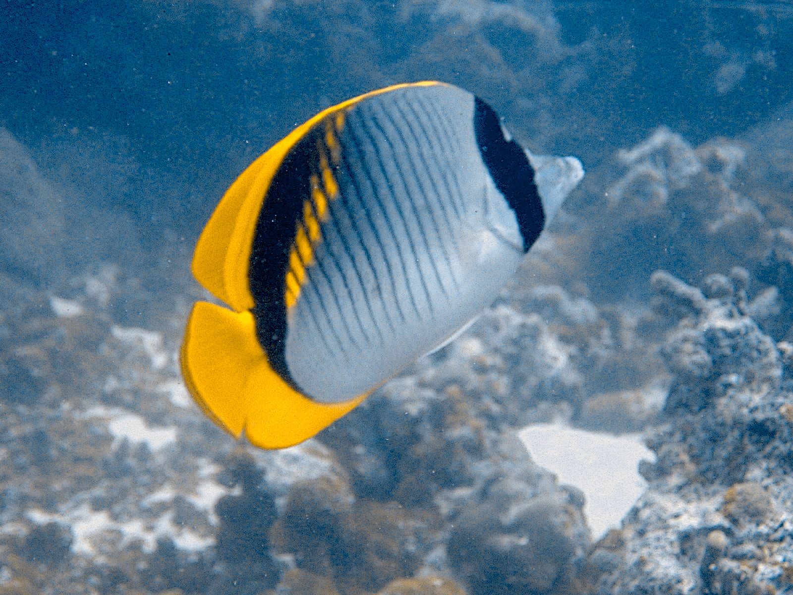 Threadfin Butterflyfish (Chaetodon auriga)