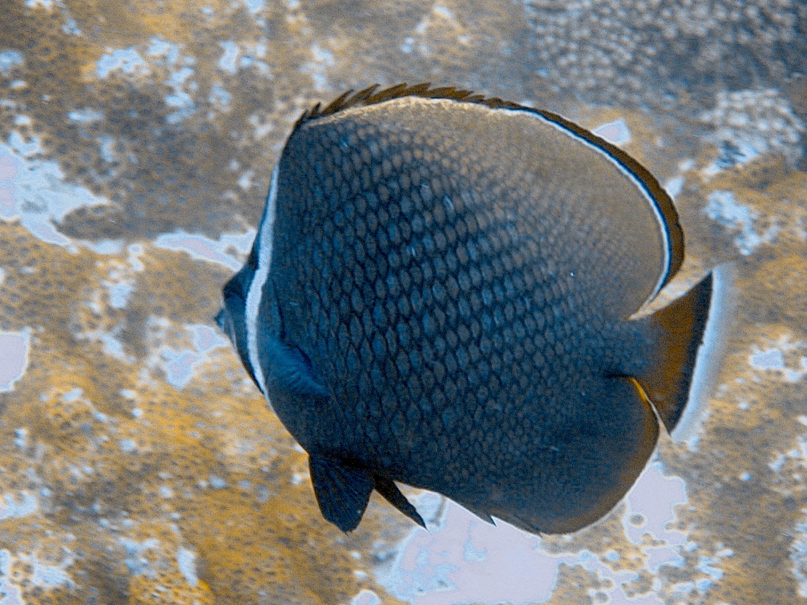 Foureye Butterflyfish (Chaetodon capistratus)