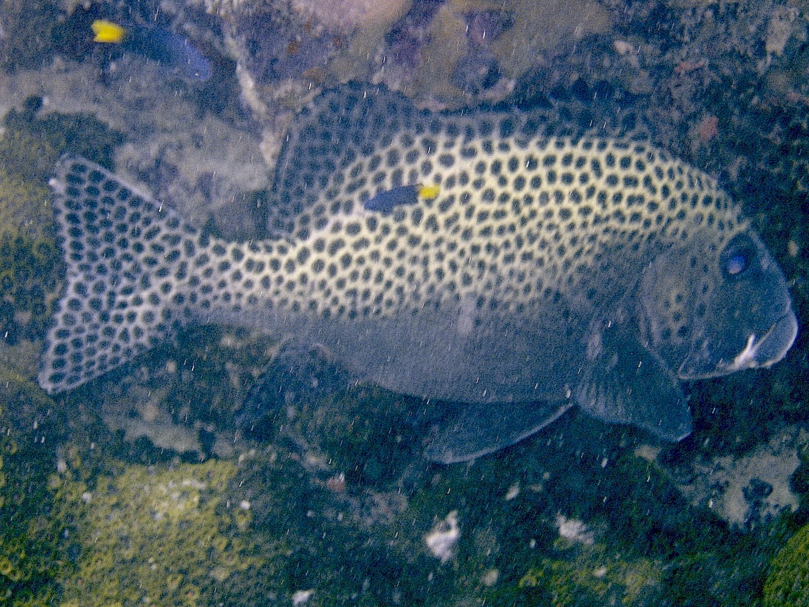 Harlequin Sweetlips (Plectorhinchus chaetodonoides)