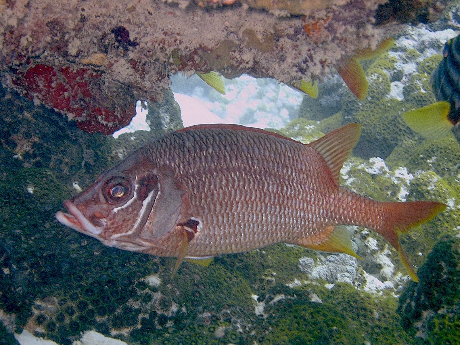 Squirrelfish (Holocentrus spp.)
