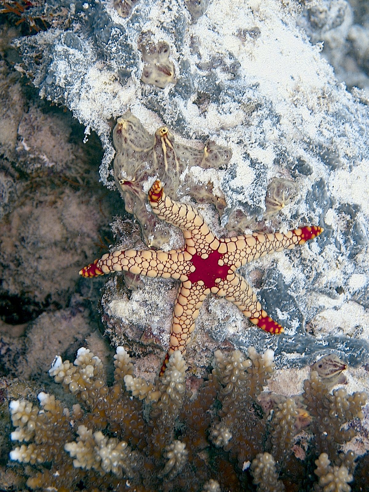 Granulated Sea Star (Choriaster granulatus)