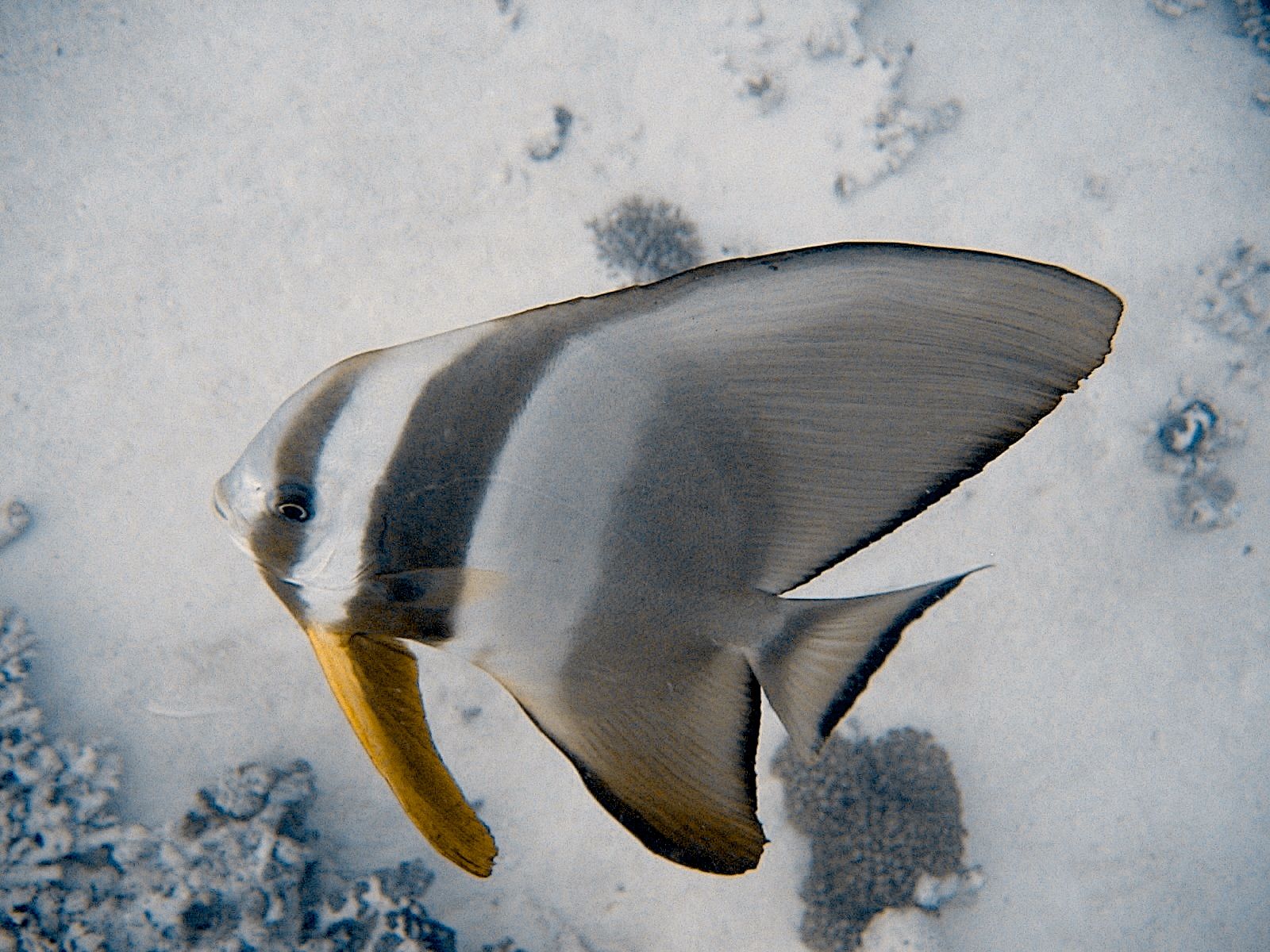 Longfin Spadefish (Platax teira)