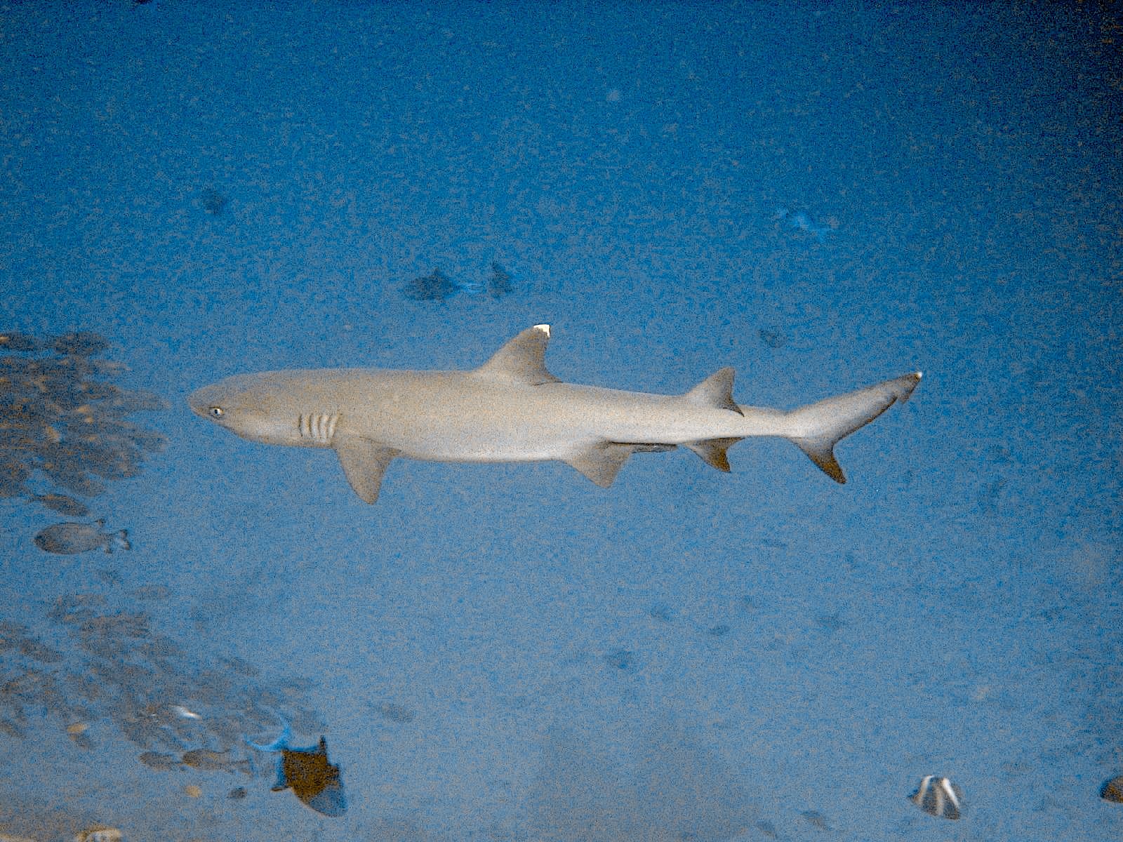 Whitetip Reef Shark (Triaenodon obesus)