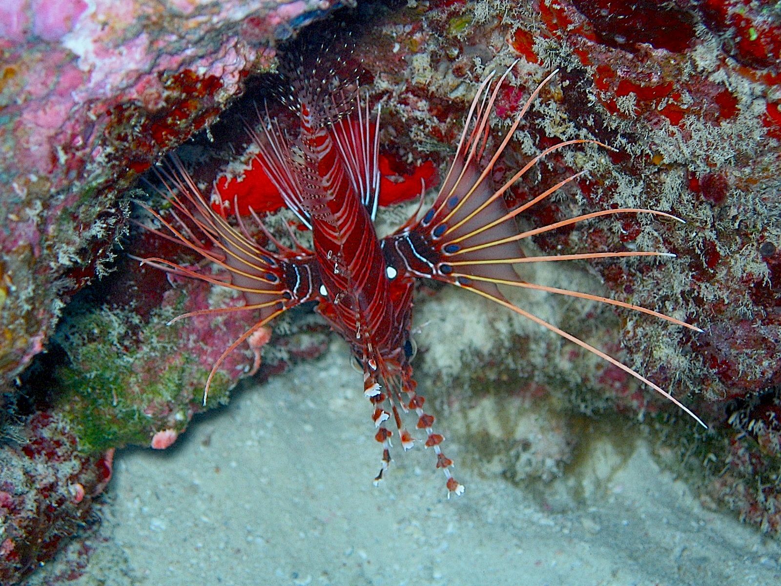 Clearfin Lionfish (Pterois radiata)