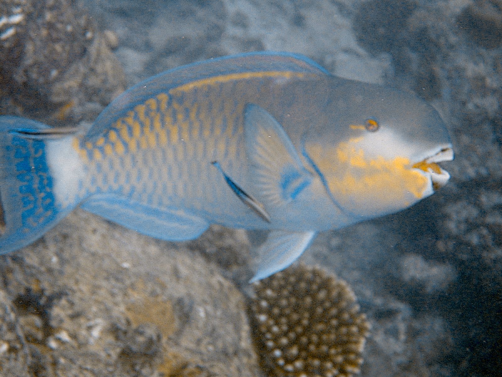 Bicolor Parrotfish (Cetoscarus bicolor)