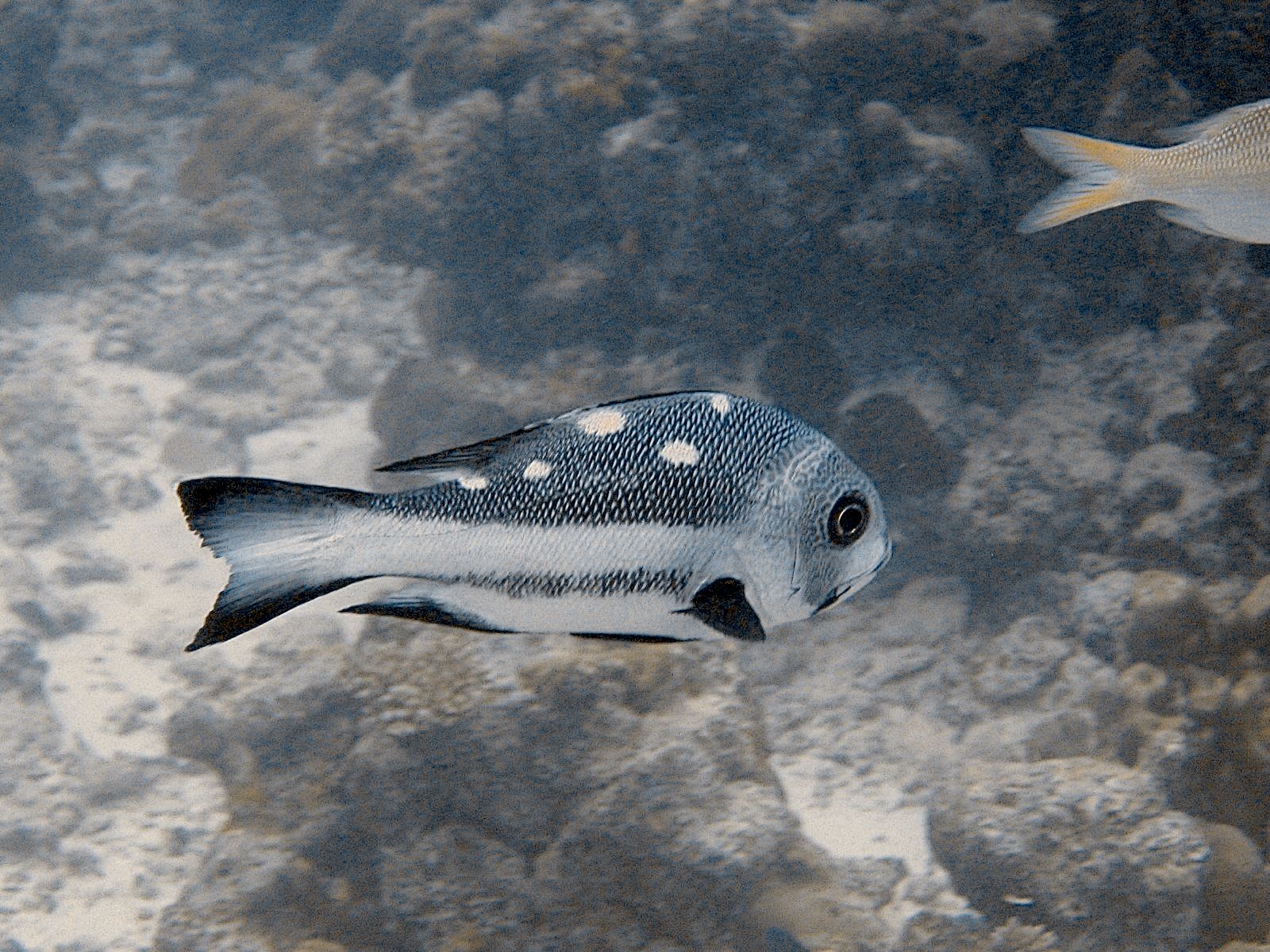 Spotted Drum (Equetus punctatus)