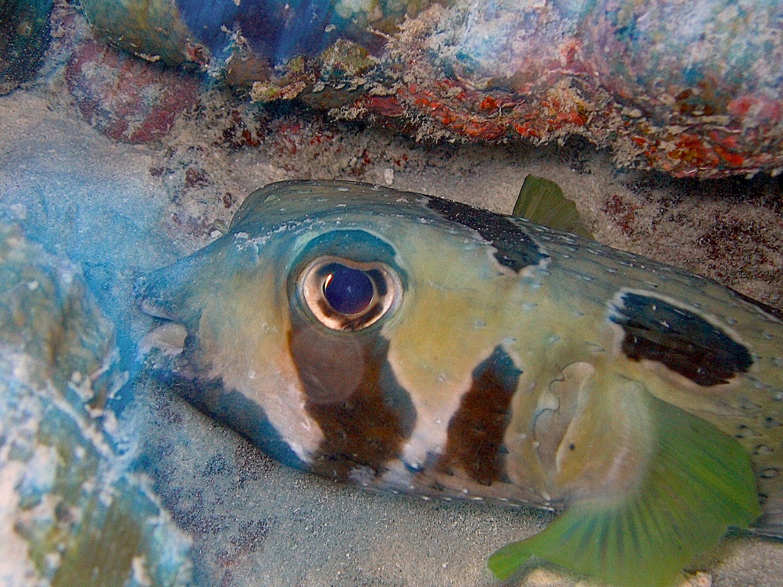 Black Blotched Porcupinefish (Diodon hystrix)