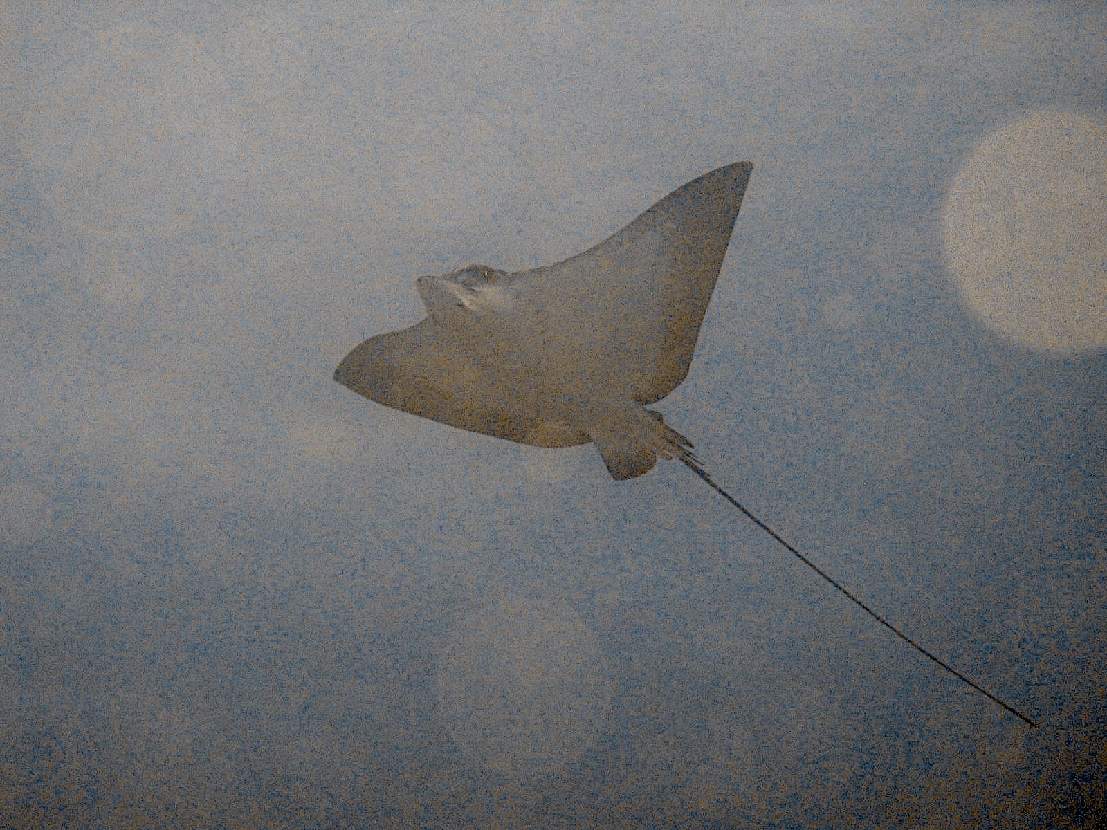 Spotted Eagle Ray (Aetobatus narinari)