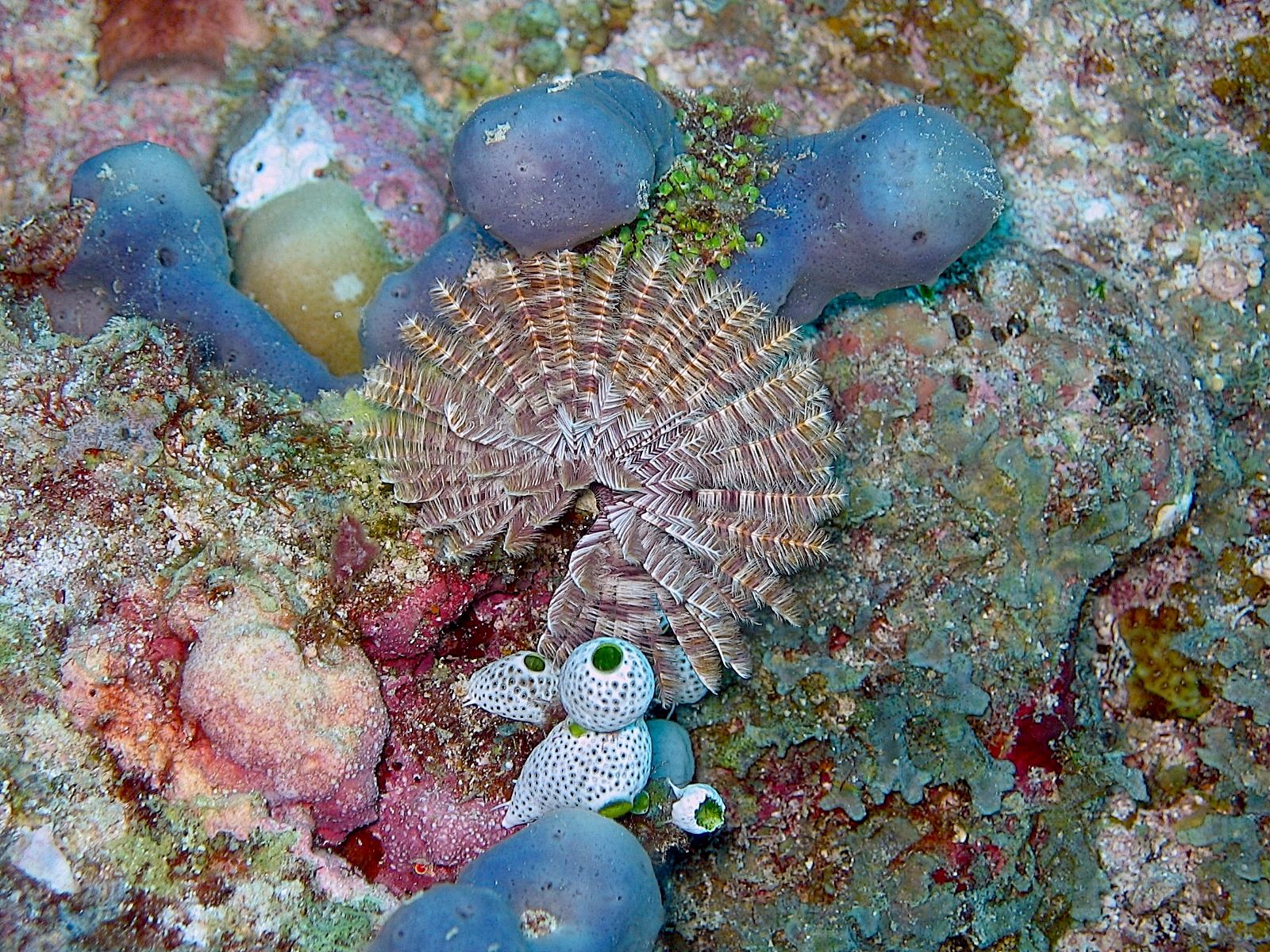 Feather Duster Worm (Sabellastarte sp.)