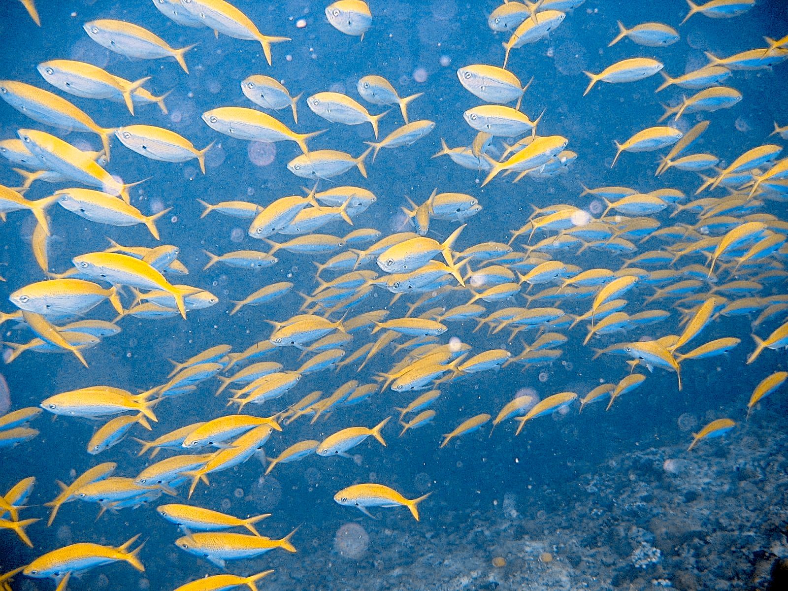 Blue and Gold Fusilier (Caesio teres)