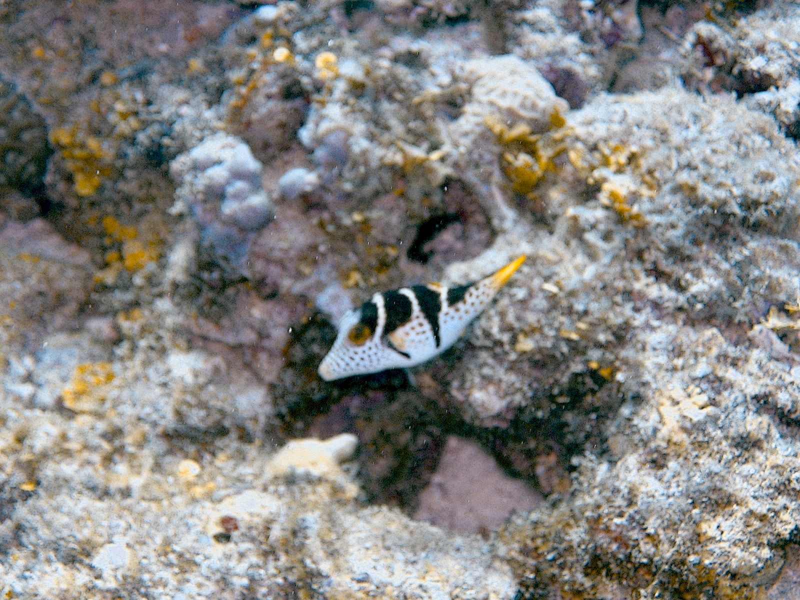 Valentinni’s sharpnose puffer (Canthigaster valentini)