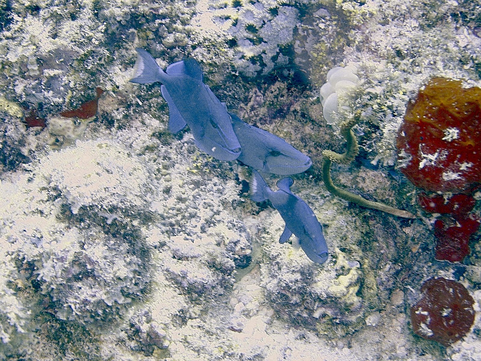 Black Triggerfish (Melichthys niger)